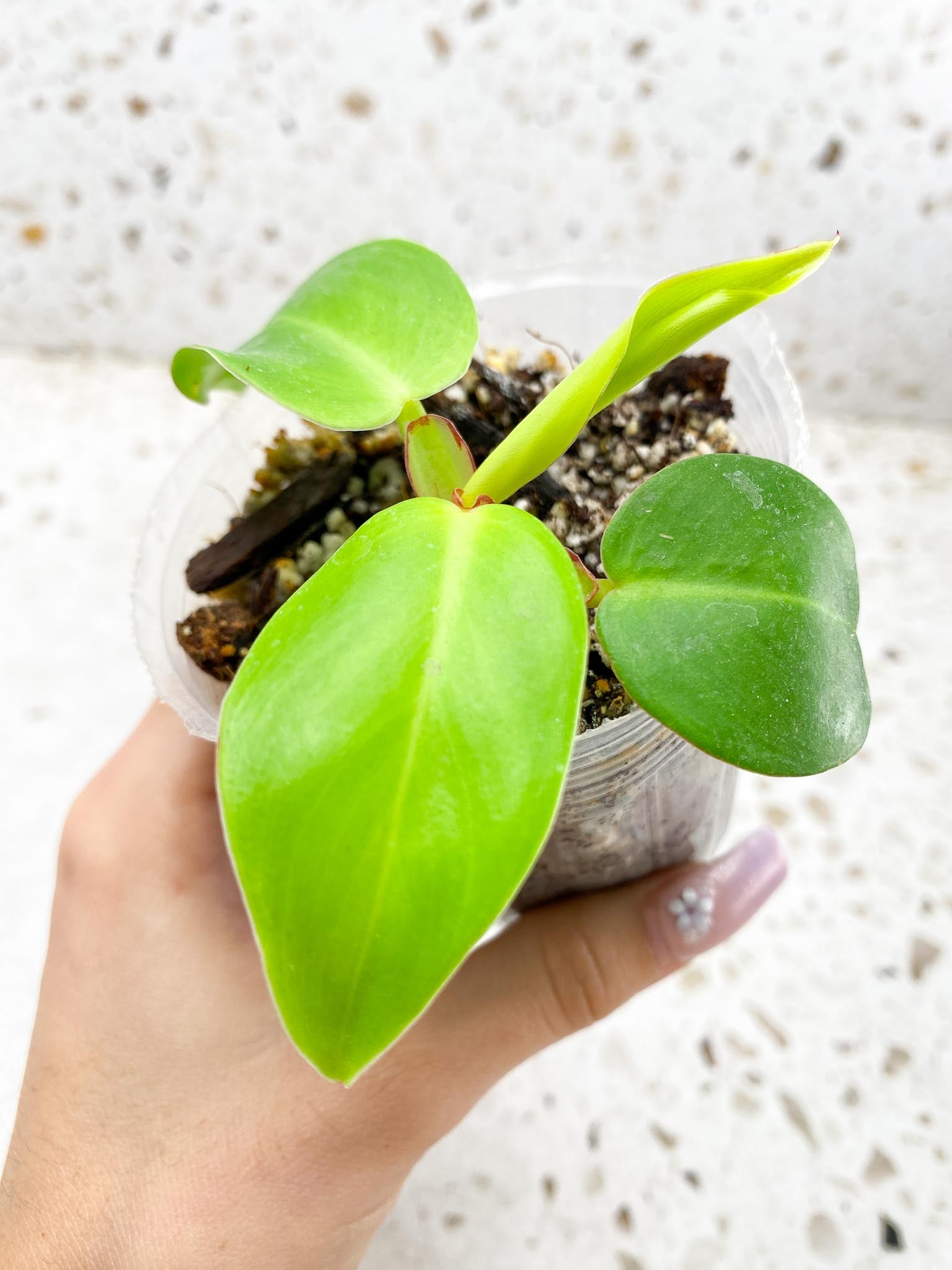 *Philodendron Red Moon Variegated 4 Leaves 4 Nodes top cutting Rooted