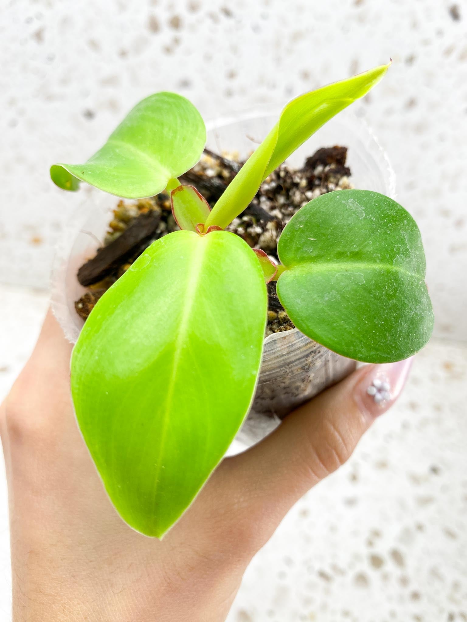 *Philodendron Red Moon Variegated 4 Leaves 4 Nodes top cutting Rooted
