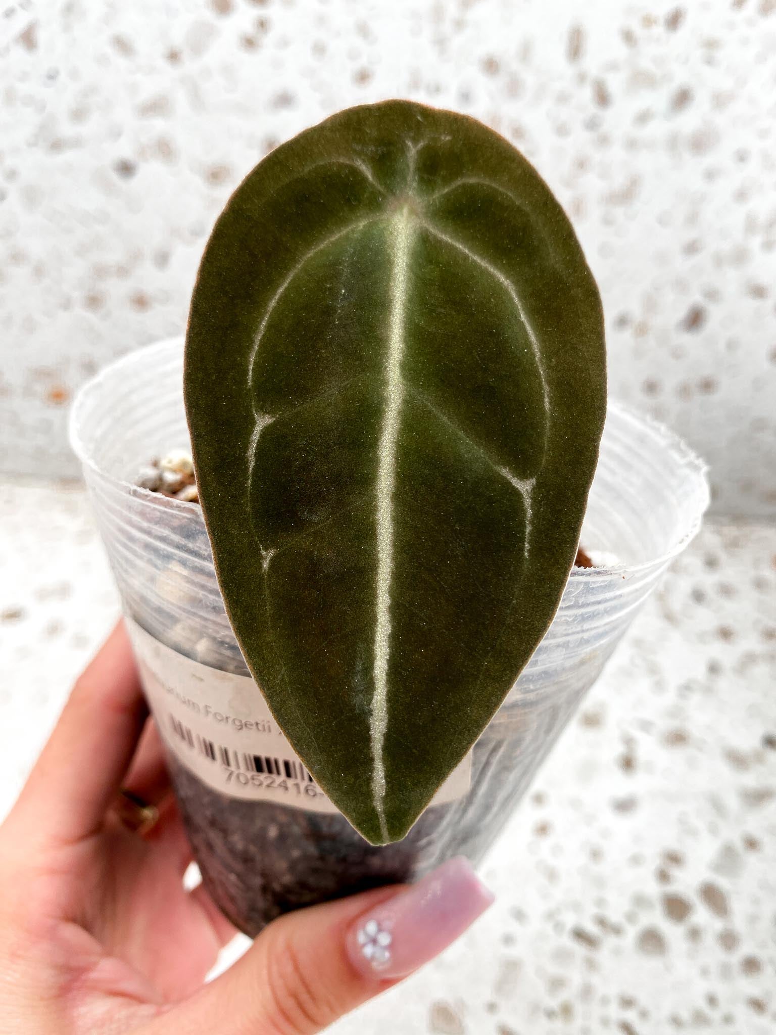 Anthurium Forgetii x Papillilaminum 1 Leaf Multiple Nodes Rooted