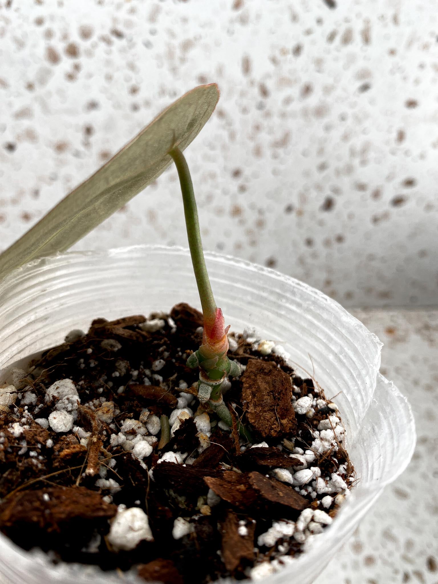 Anthurium Forgetii x Papillilaminum 1 Leaf Multiple Nodes Rooted