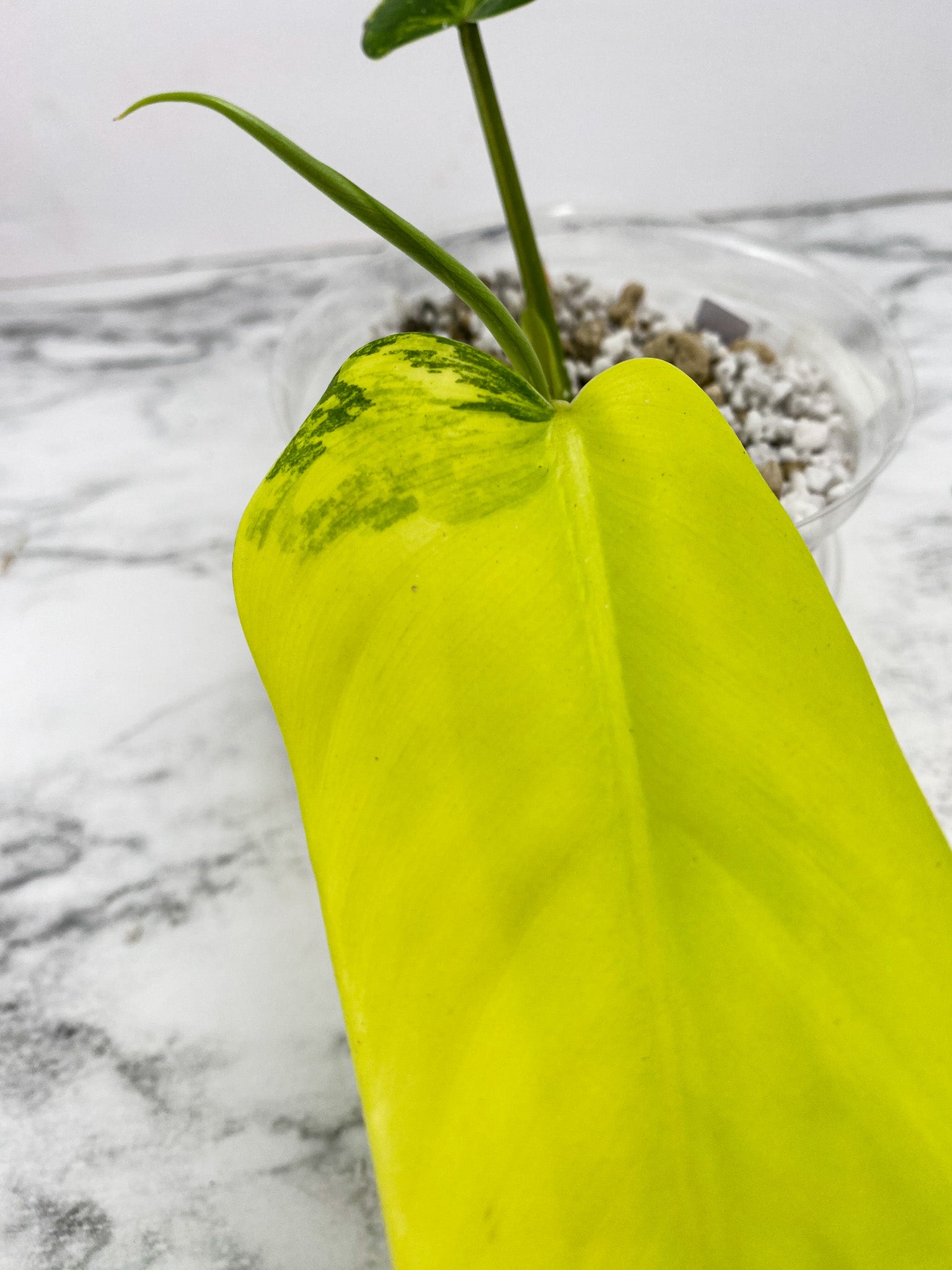 Philodendron Domesticum Variegated 2 leaf 1 shoot top cutting