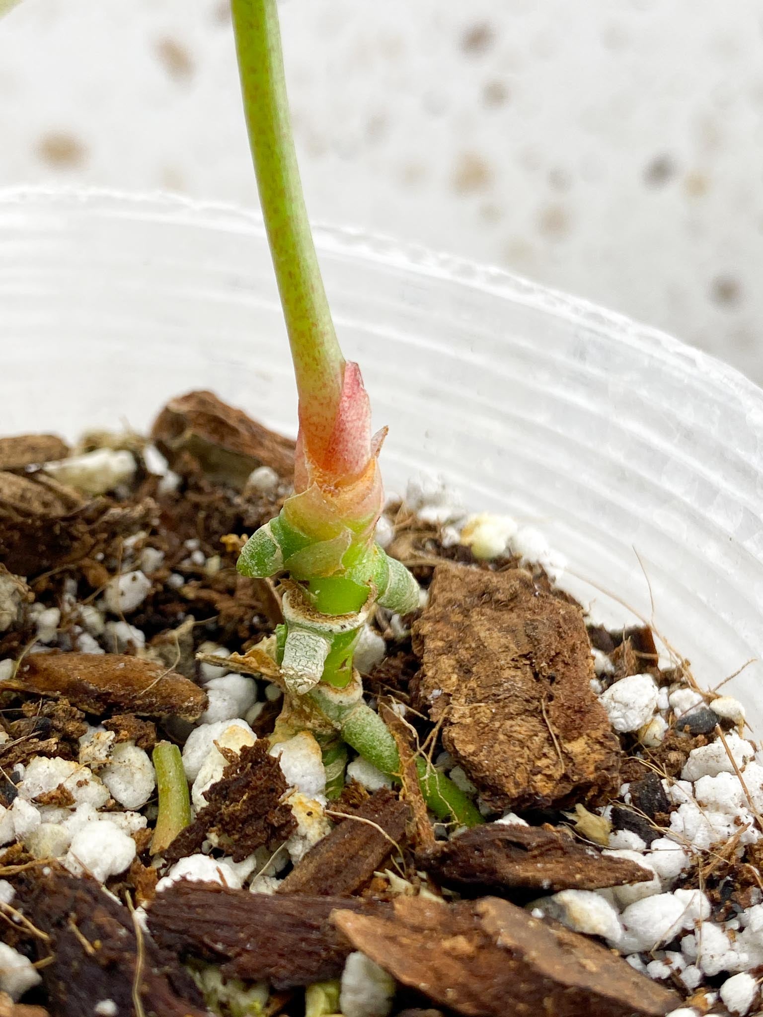 Anthurium Forgetii x Papillilaminum 1 Leaf Multiple Nodes Rooted
