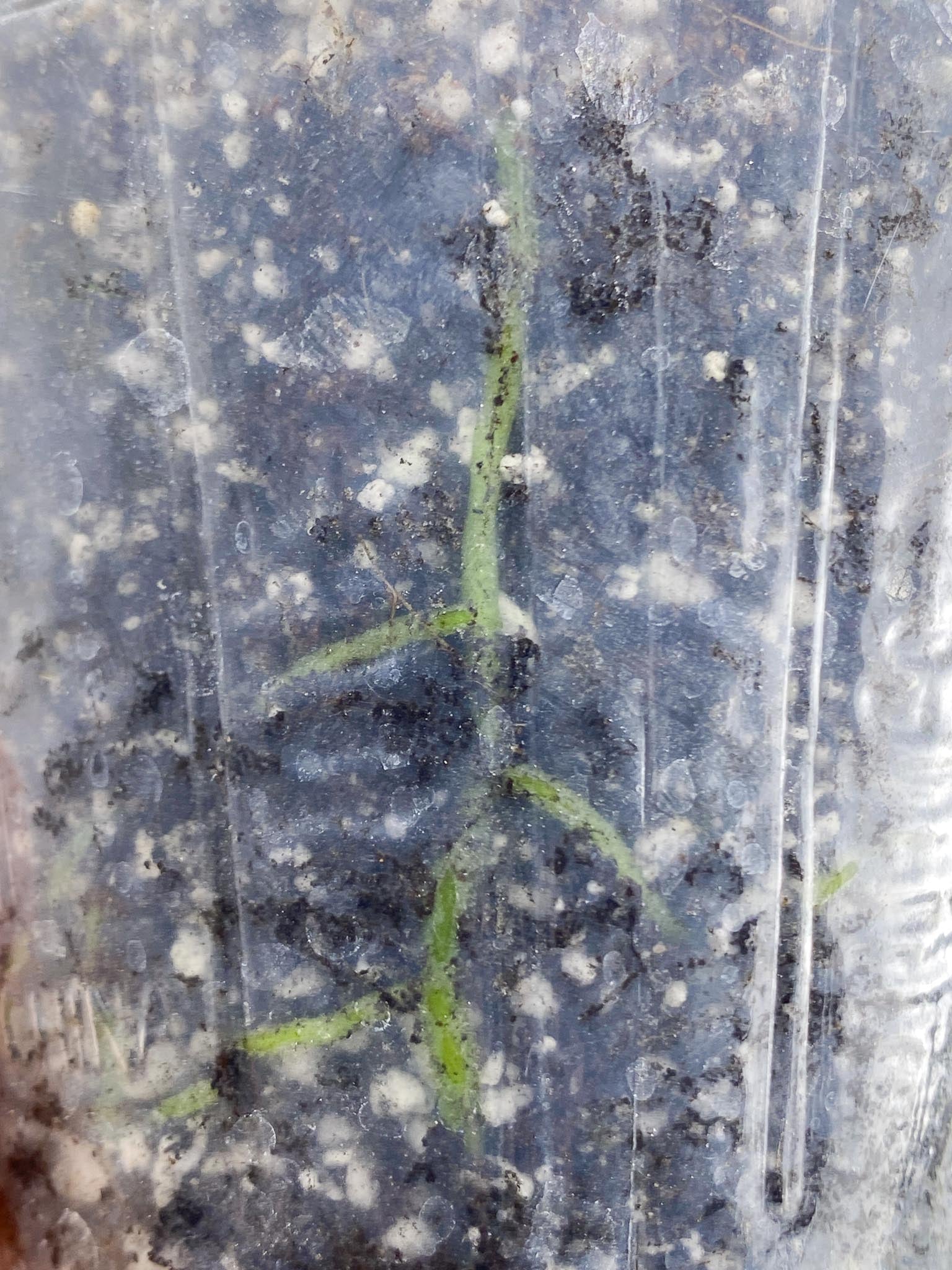 Anthurium Forgetii x Papillilaminum 1 Leaf Multiple Nodes Rooted
