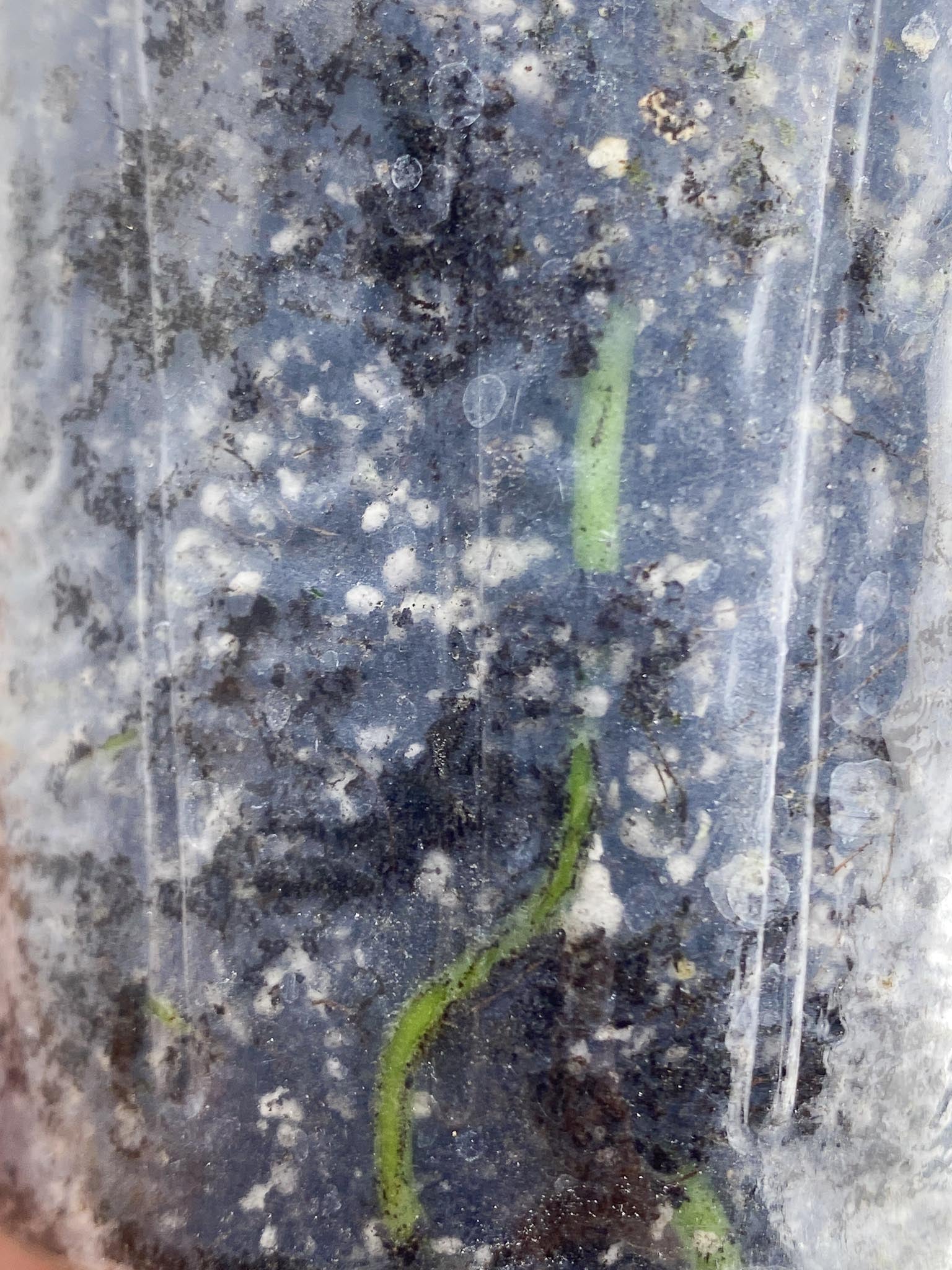 Anthurium Forgetii x Papillilaminum 1 Leaf Multiple Nodes Rooted