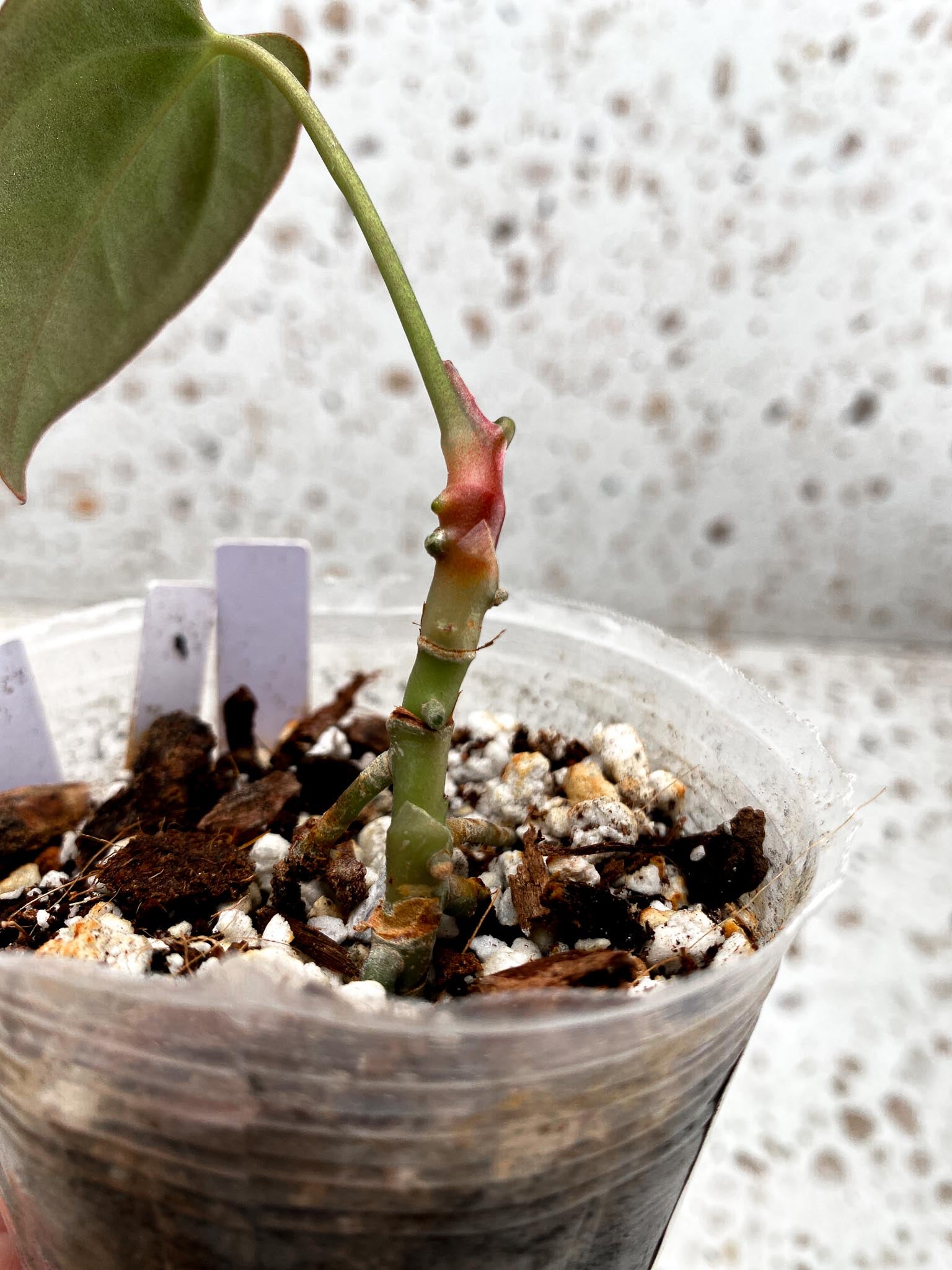 Anthurium king of spades Gold 1 Leaf Multiple Nodes 1 Growing Bud Rooted