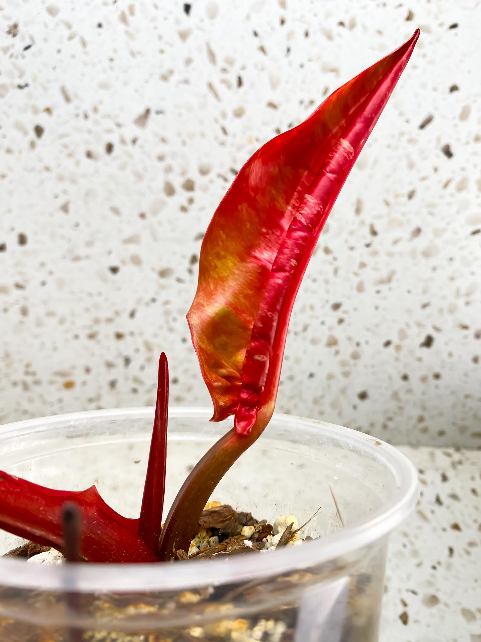 Philodendron Prince of Orange Variegated 1 Leaf 2 Nodes 1 Sprout Rooted