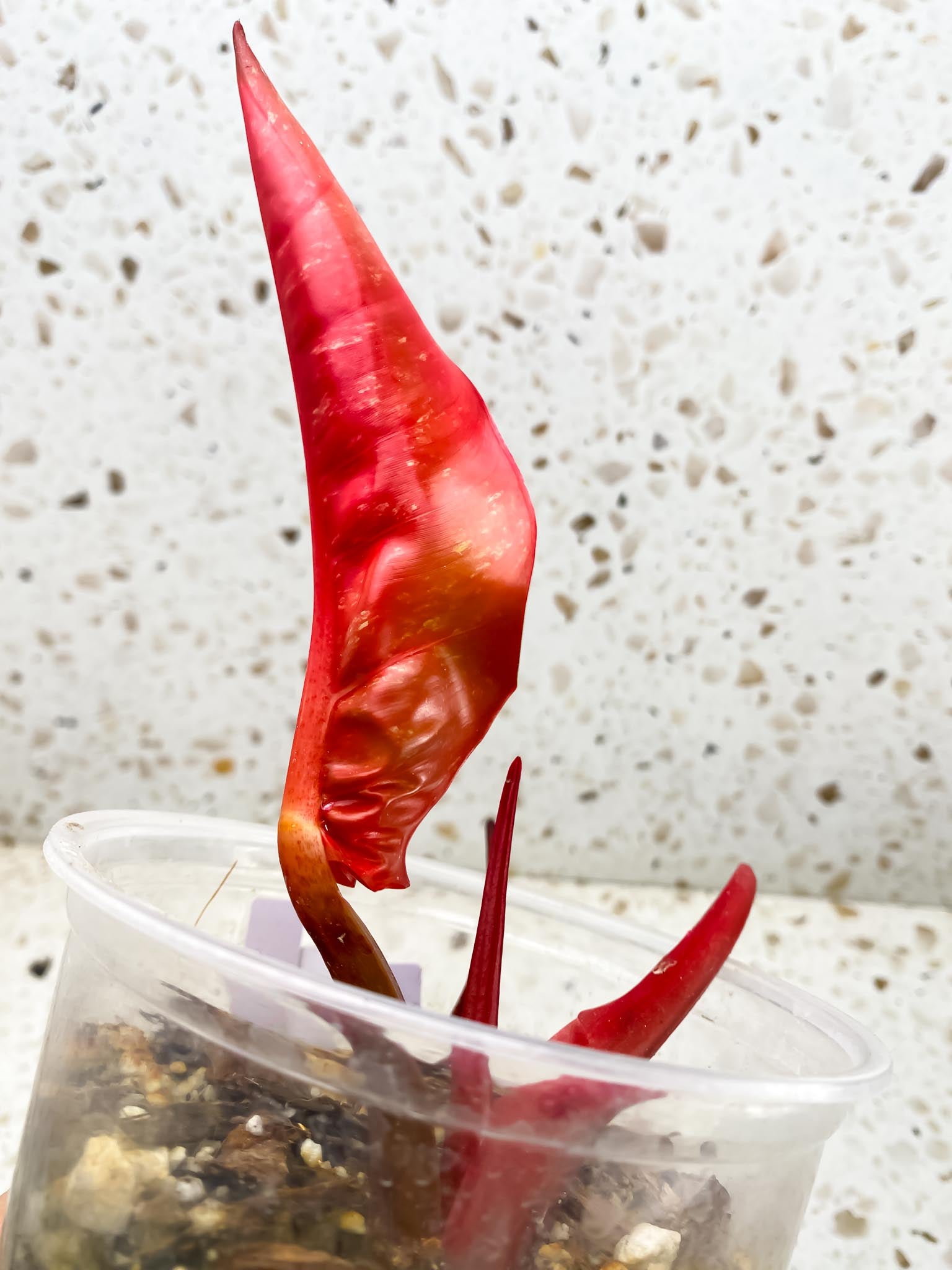 Philodendron Prince of Orange Variegated 1 Leaf 2 Nodes 1 Sprout Rooted