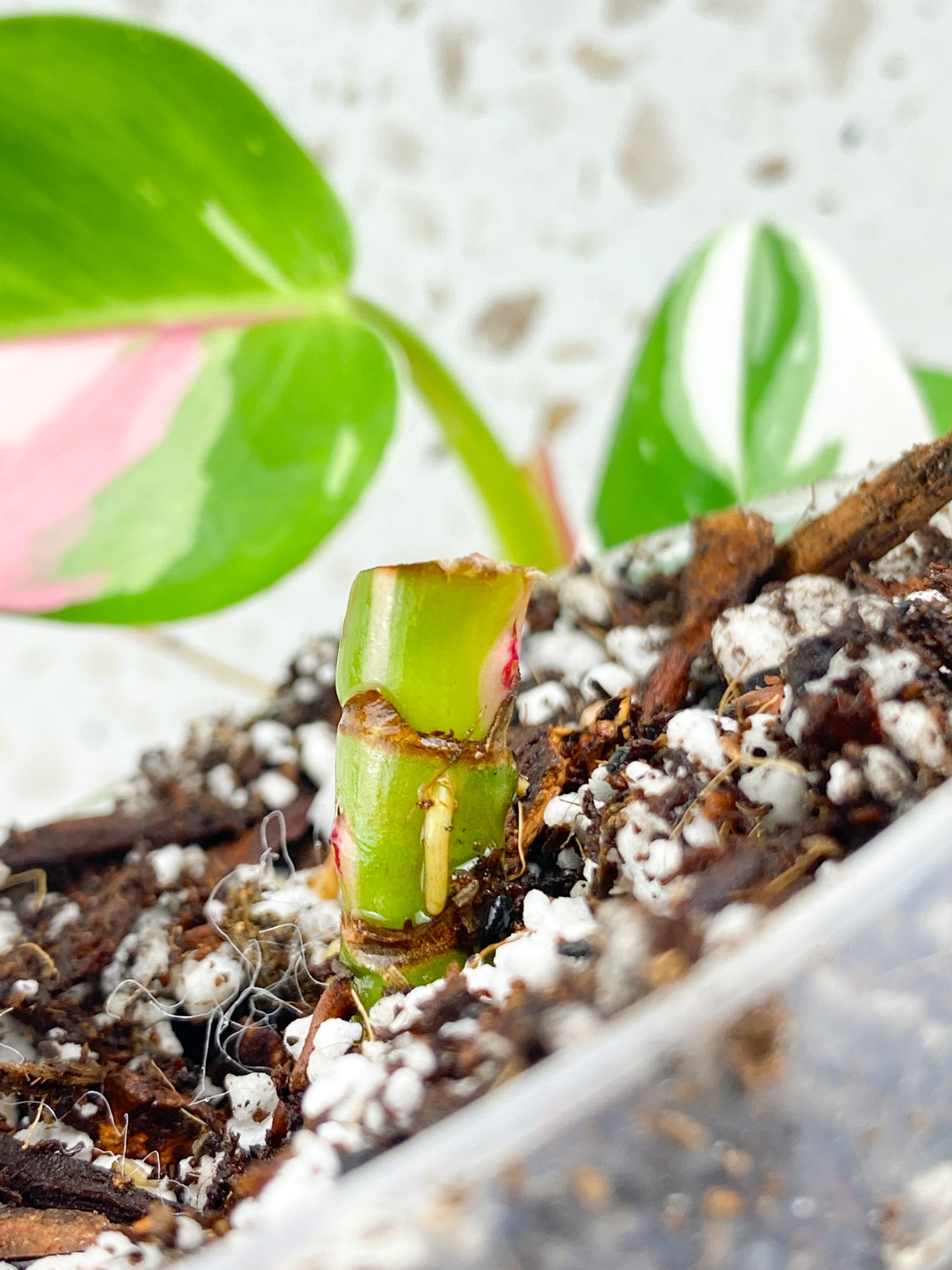 Philodendron White Princess Tricolor multiple nodes