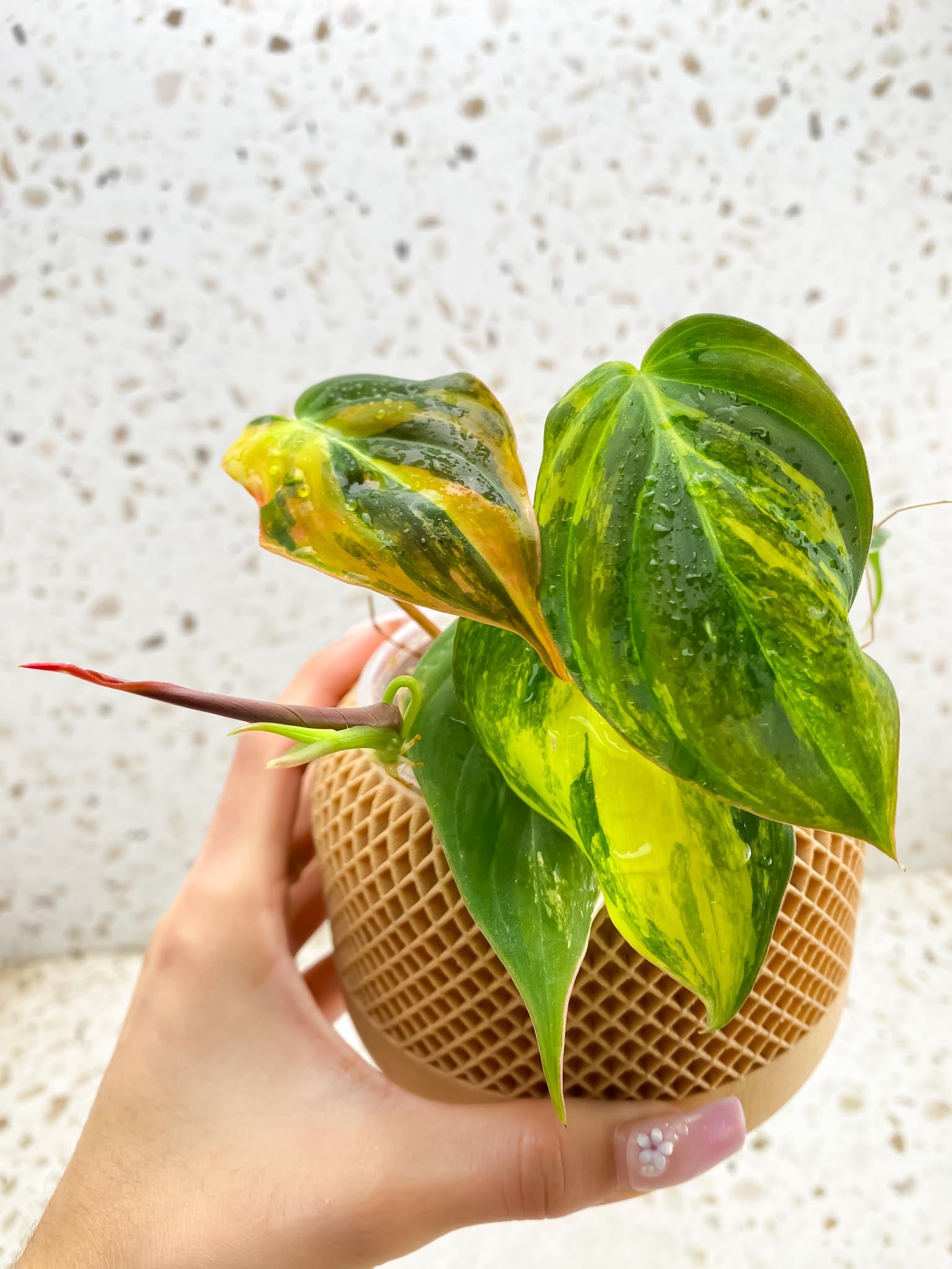 Philodendron Micans Variegated Multiple leaves Multiple nodes 1 Sprout top cutting Rooted