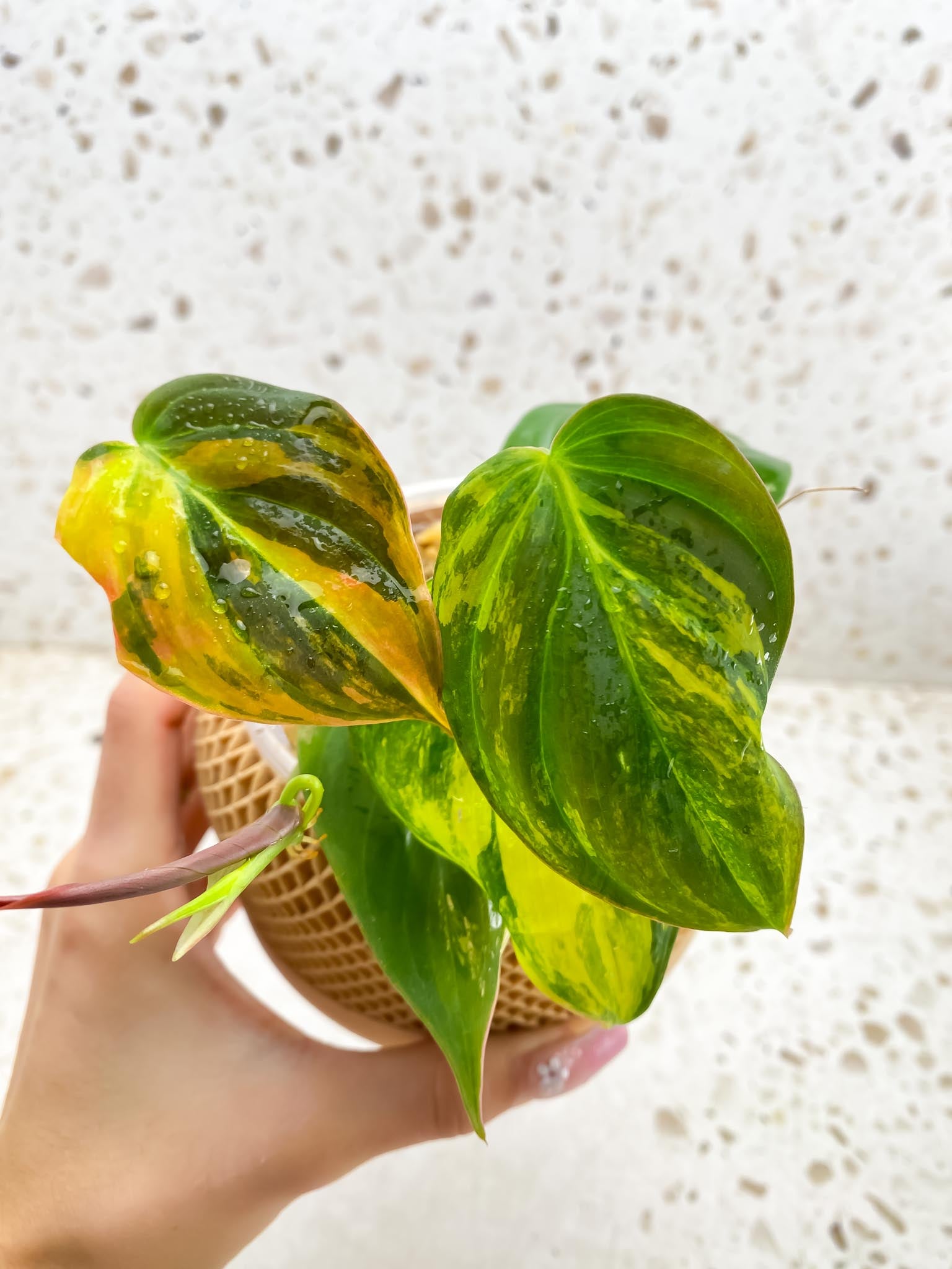 Philodendron Micans Variegated Multiple leaves Multiple nodes 1 Sprout top cutting Rooted