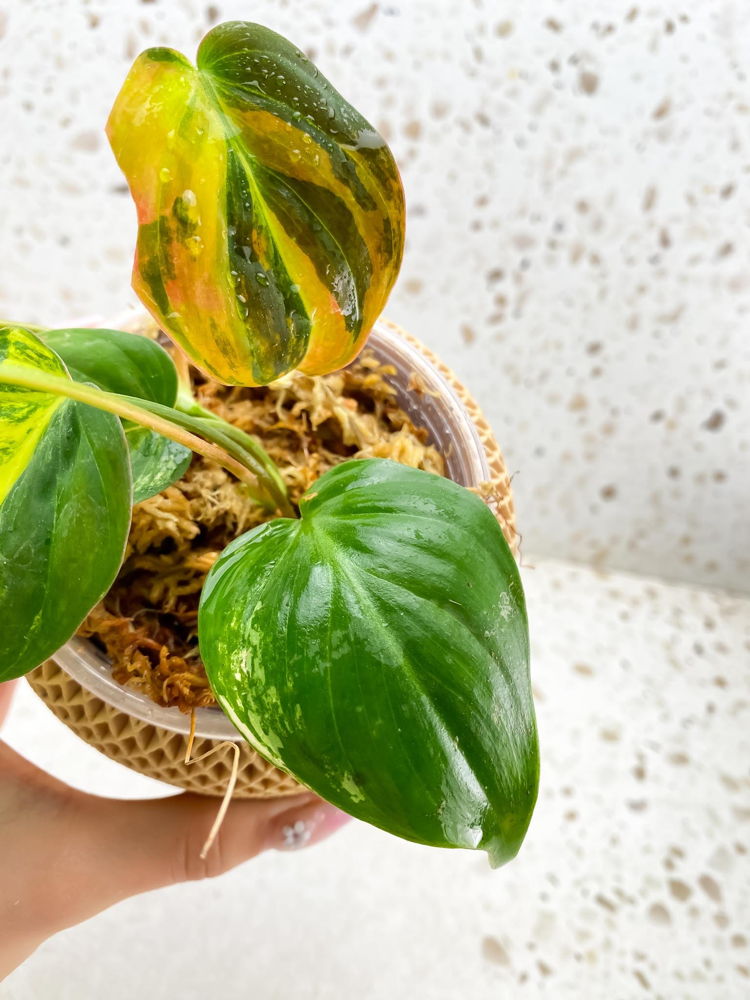 Philodendron Micans Variegated Multiple leaves Multiple nodes 1 Sprout top cutting Rooted