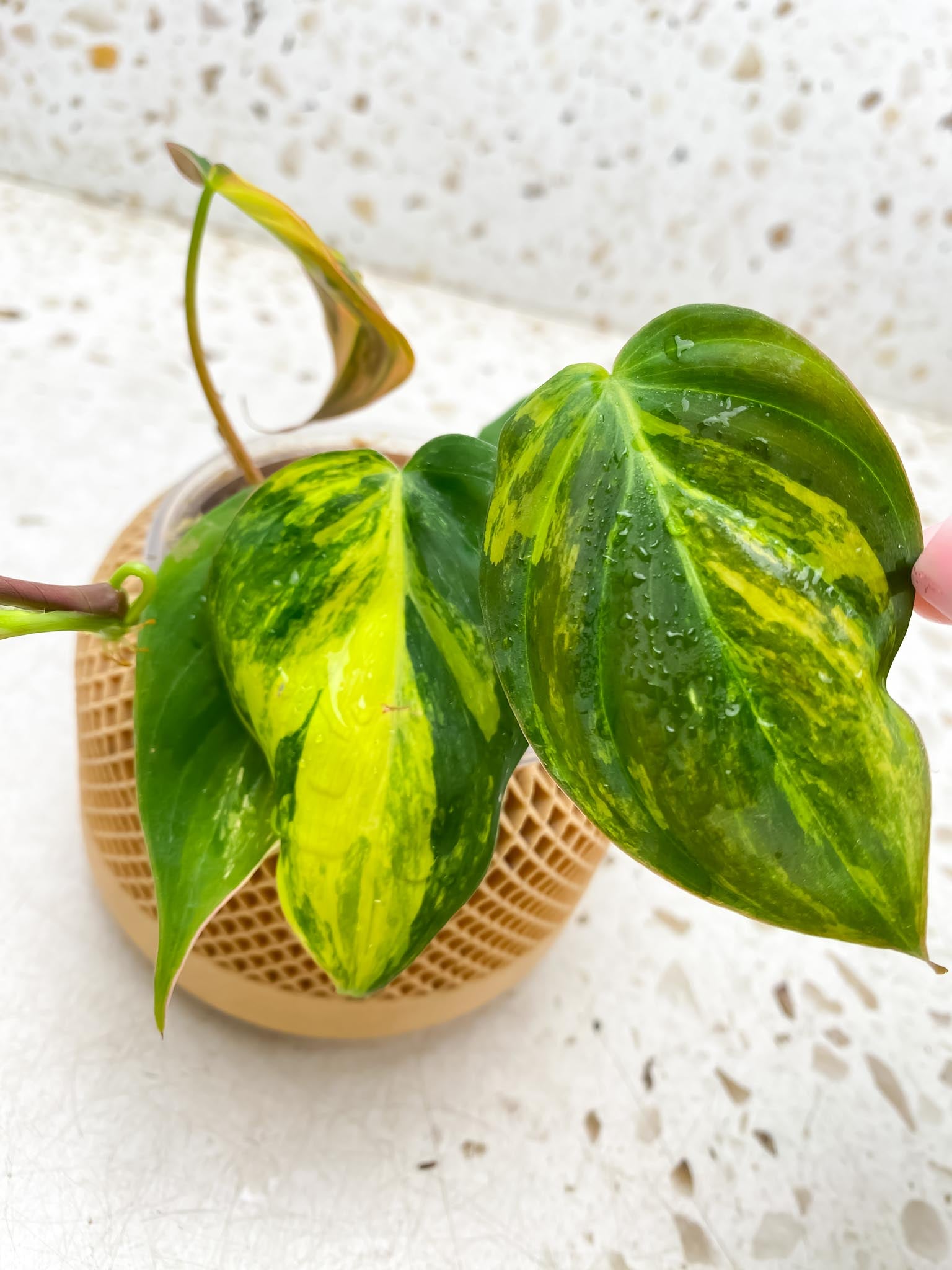 Philodendron Micans Variegated Multiple leaves Multiple nodes 1 Sprout top cutting Rooted