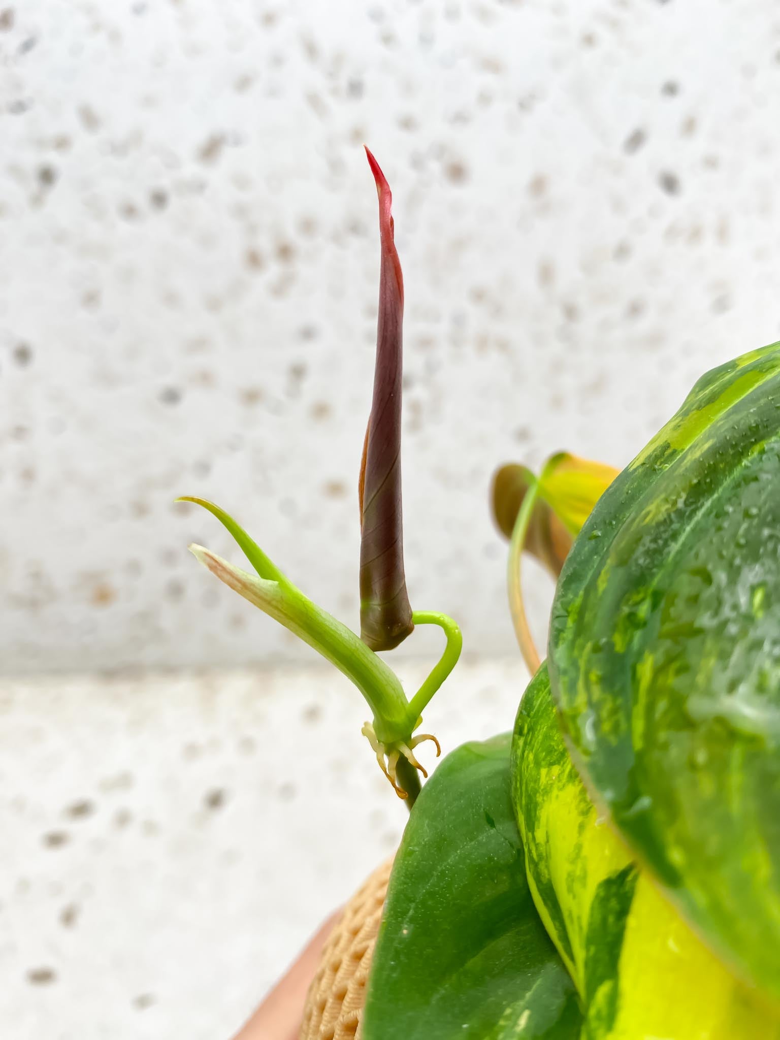 Philodendron Micans Variegated Multiple leaves Multiple nodes 1 Sprout top cutting Rooted