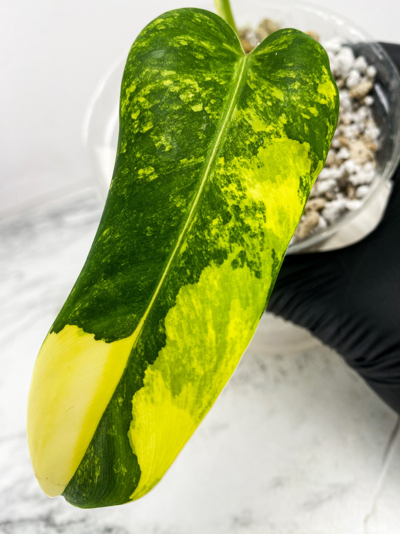 Philodendron Domesticum Variegated 2 leaf 1 shoot top cutting