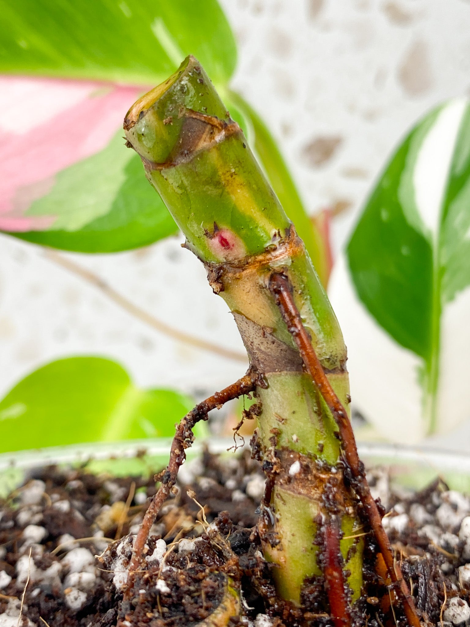 Philodendron White Princess Tricolor multiple nodes
