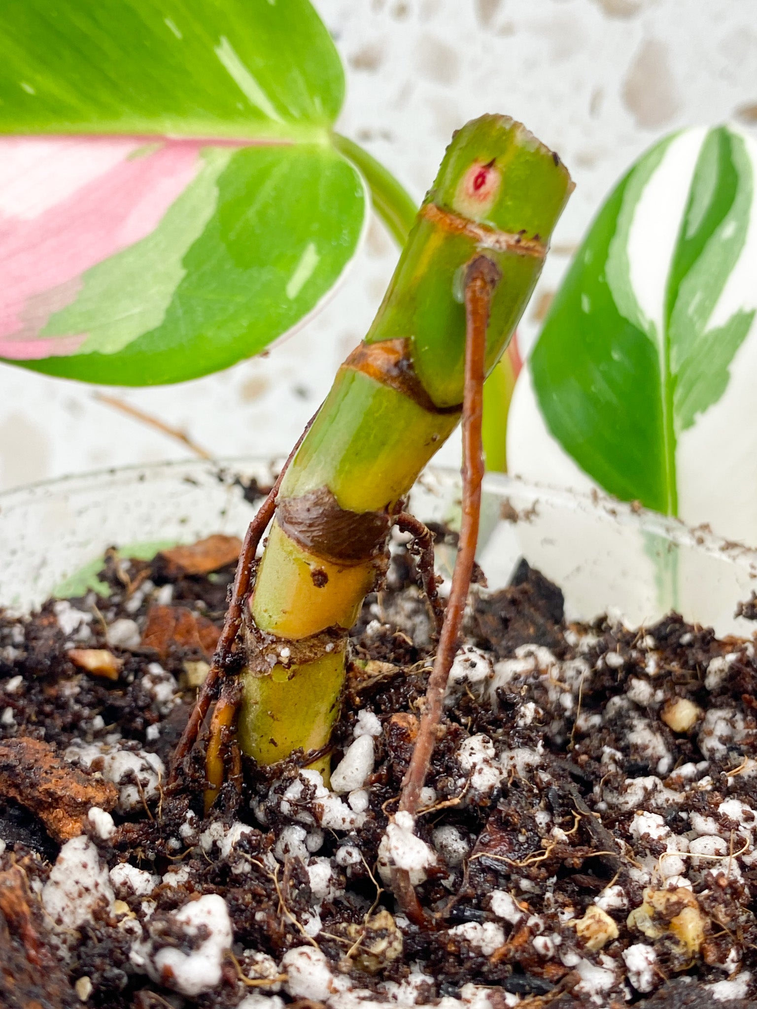Philodendron White Princess Tricolor multiple nodes