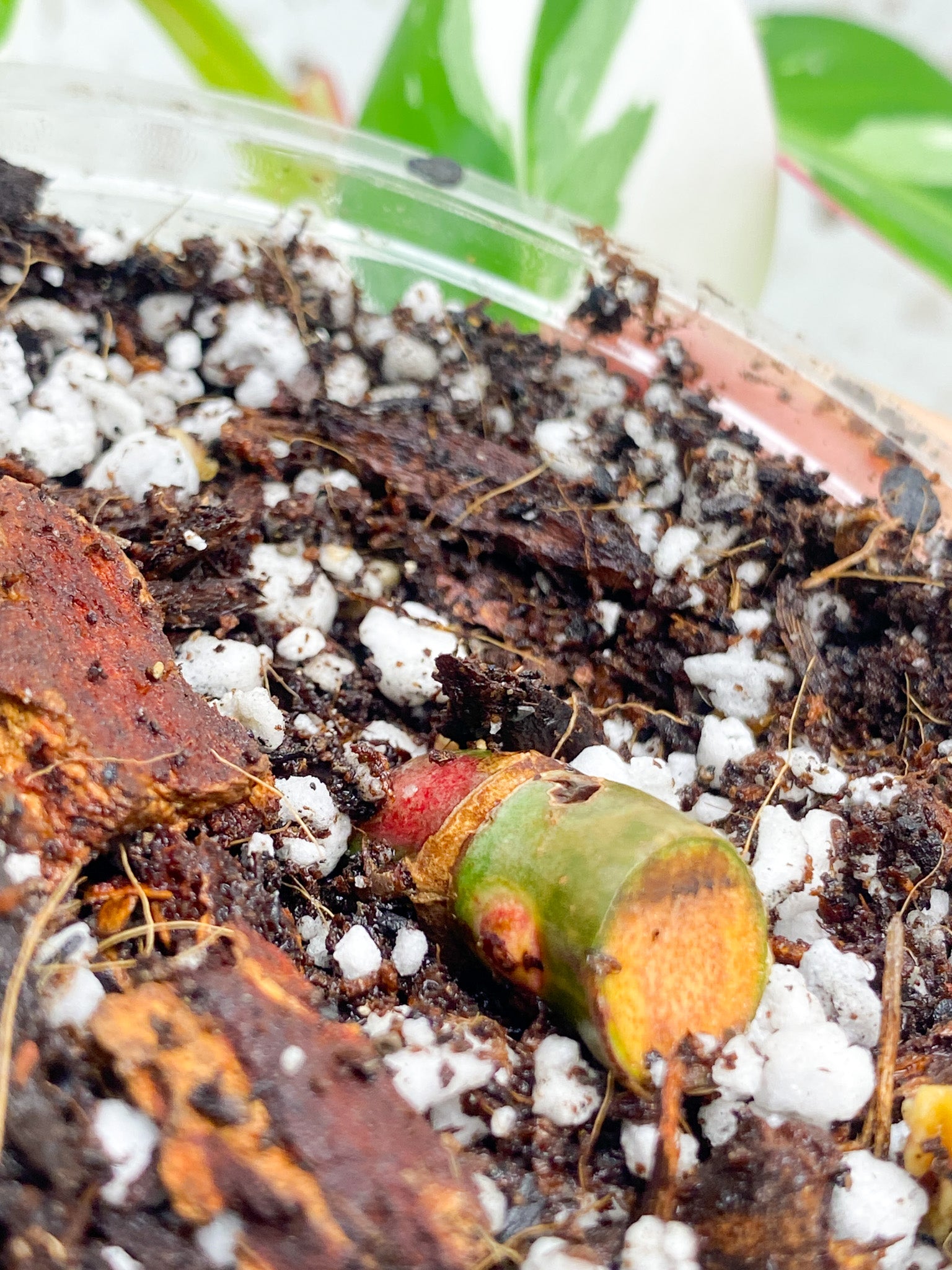 Philodendron White Princess Tricolor node