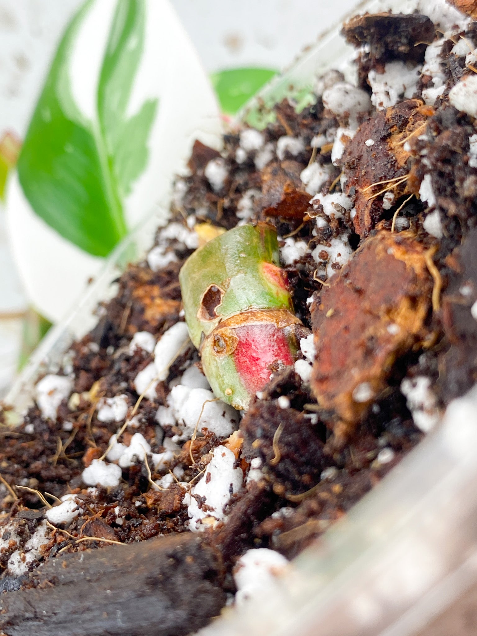 Philodendron White Princess Tricolor node
