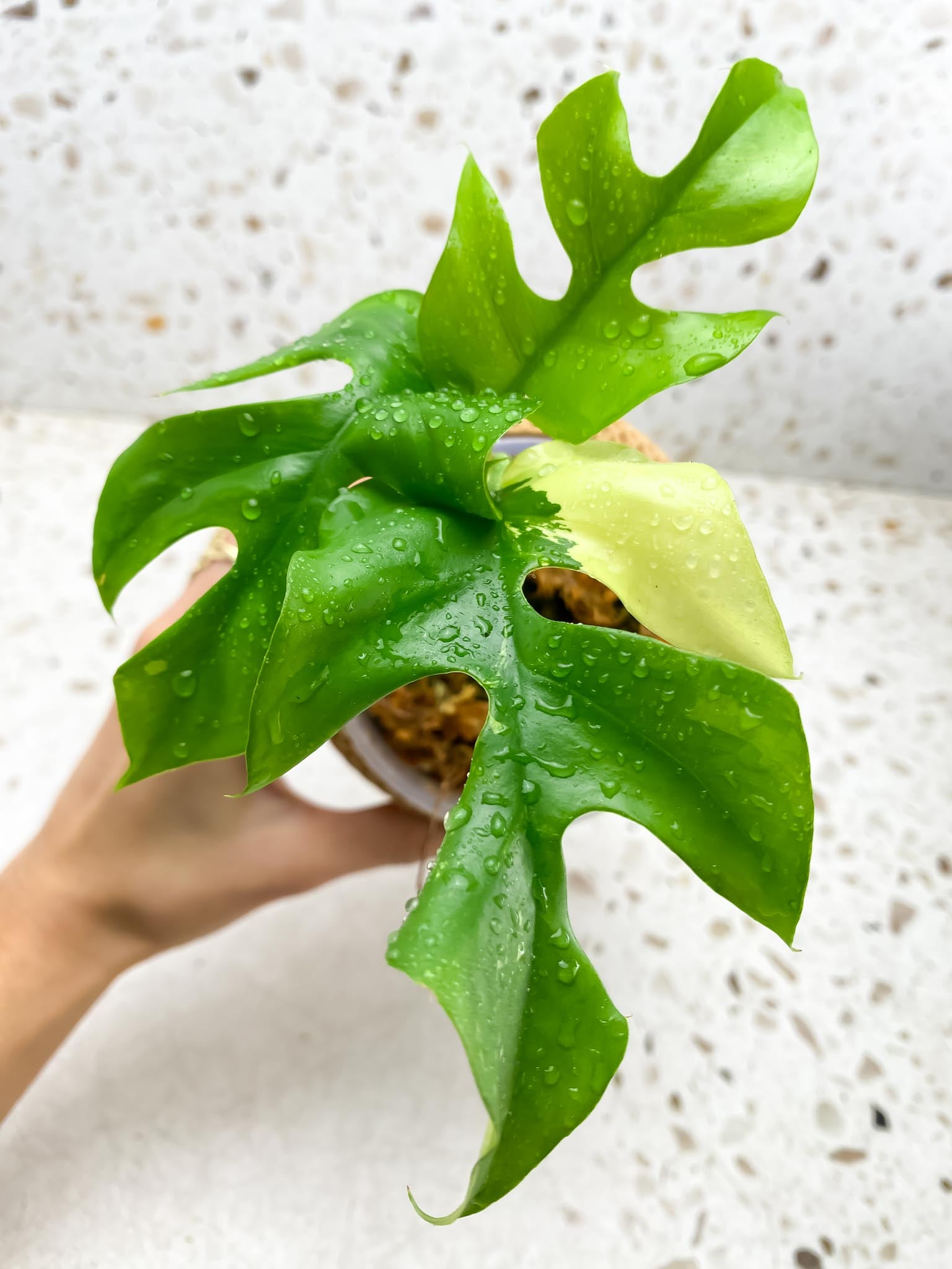Rhaphidophora tetrasperma variegated 3 Leaves 3 Nodes 1 Growing Bud top cutting Rooted