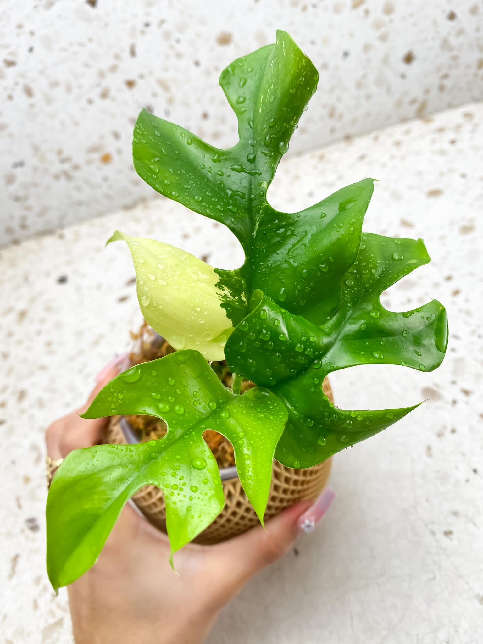 Rhaphidophora tetrasperma variegated 3 Leaves 3 Nodes 1 Growing Bud top cutting Rooted