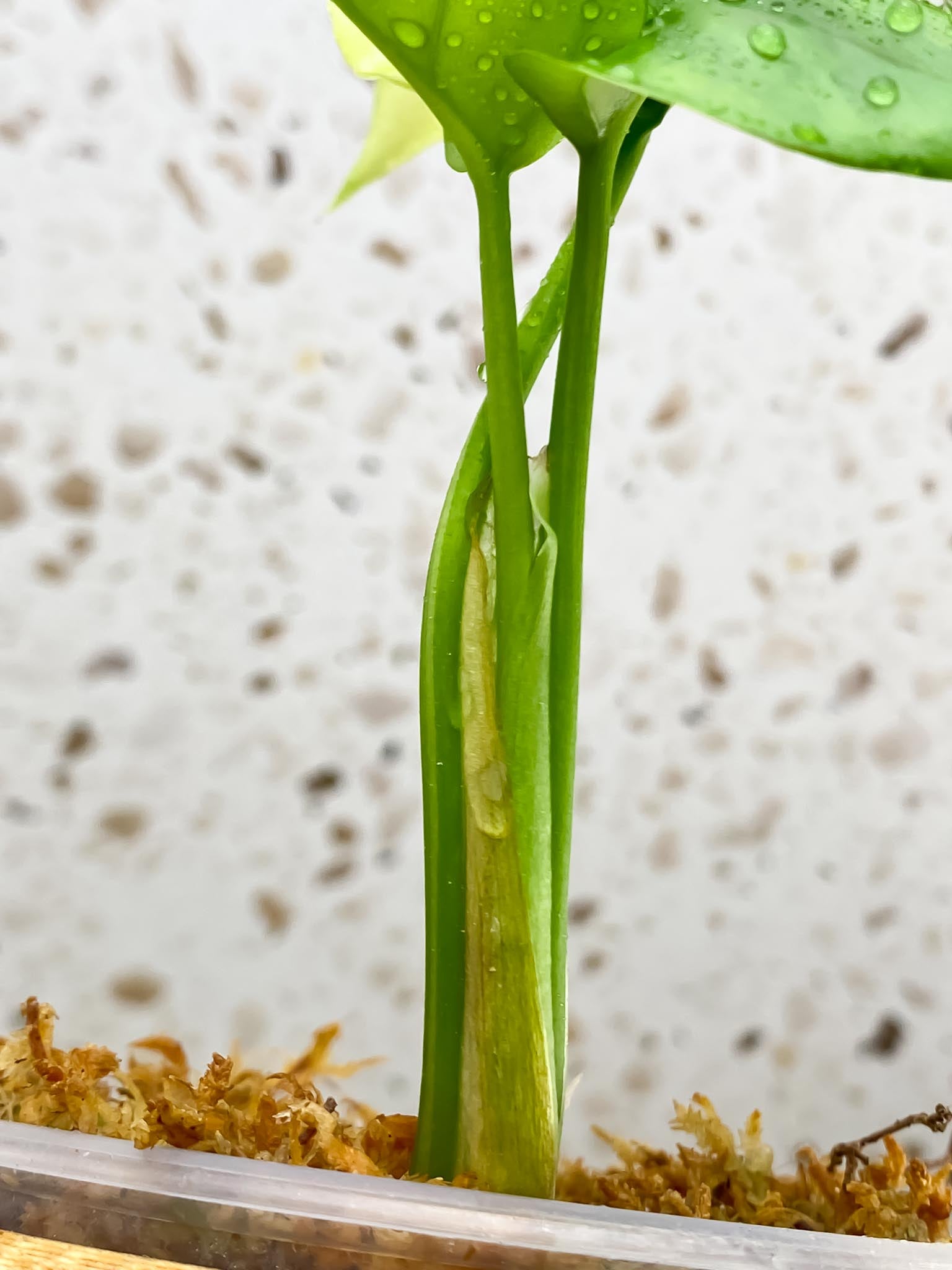 Rhaphidophora tetrasperma variegated 3 Leaves 3 Nodes 1 Growing Bud top cutting Rooted