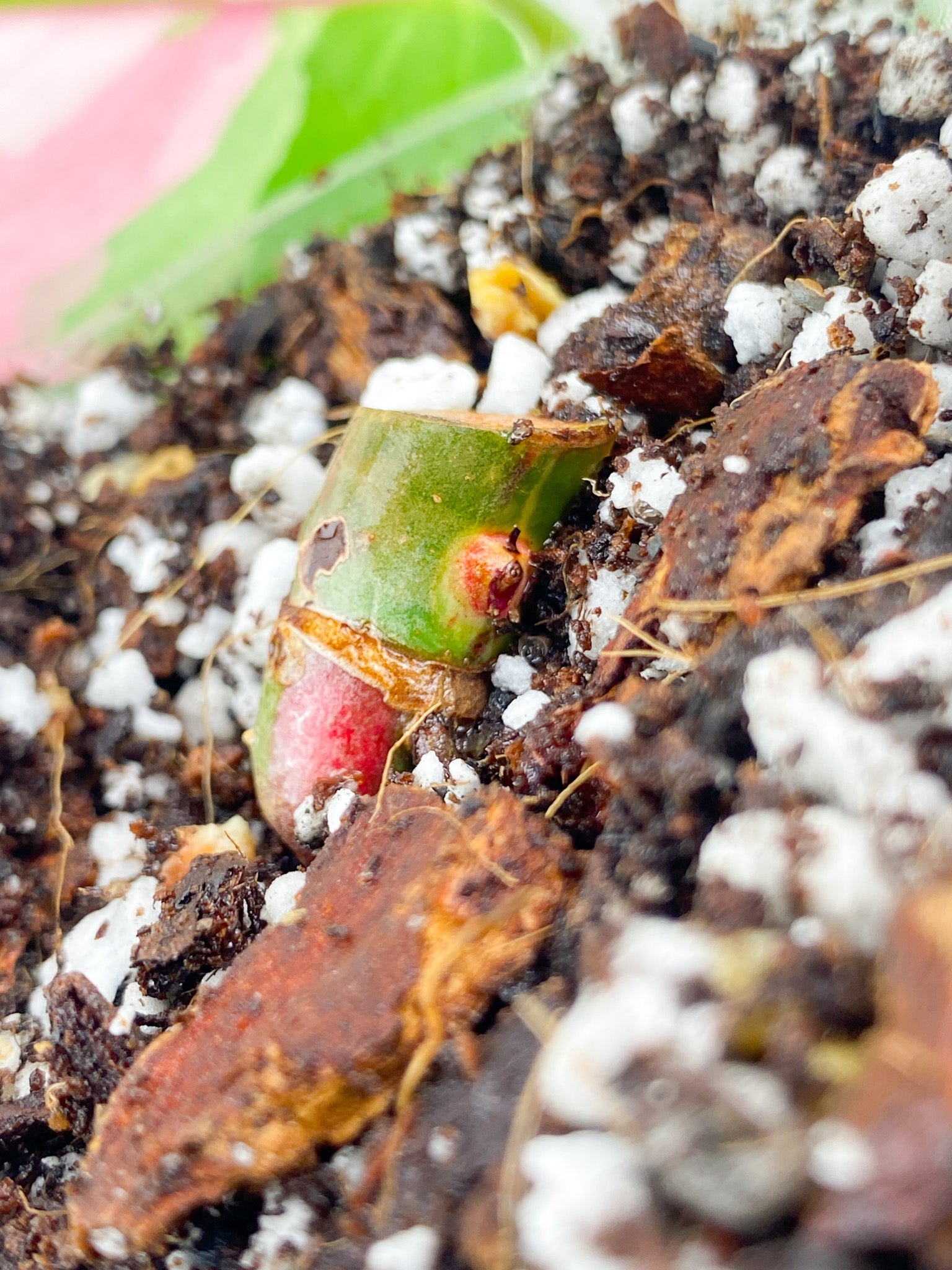 Philodendron White Princess Tricolor node