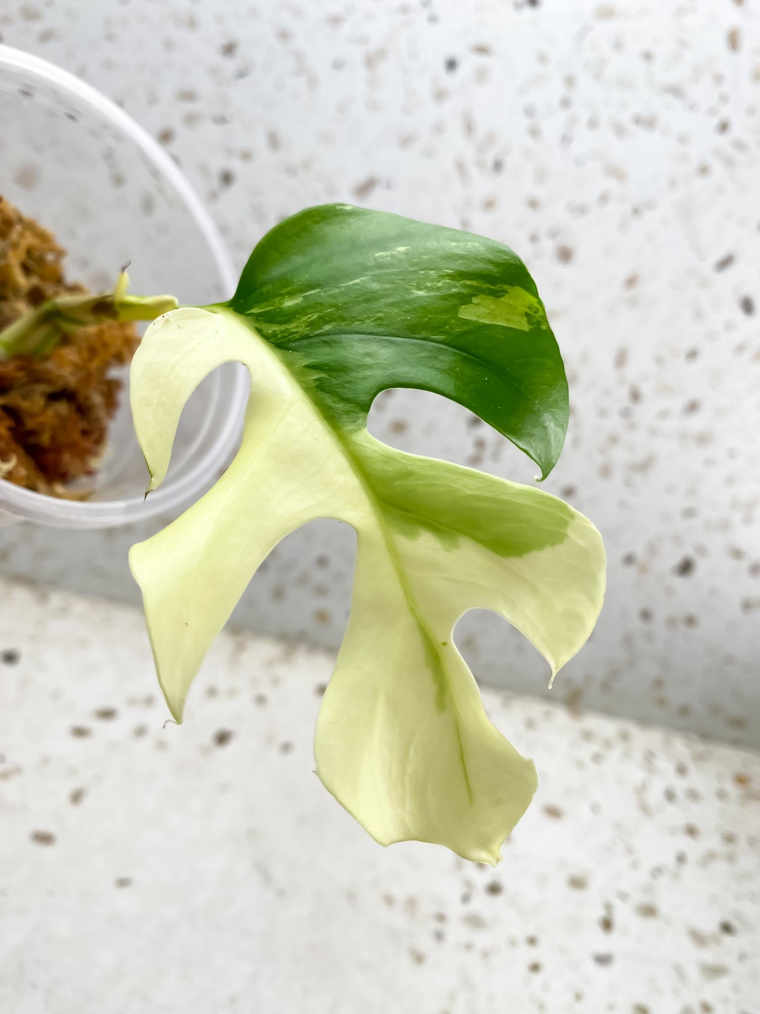*Rhaphidophora tetrasperma variegated 1 Leaf Multiple nodes 2 Sprouts Rooted