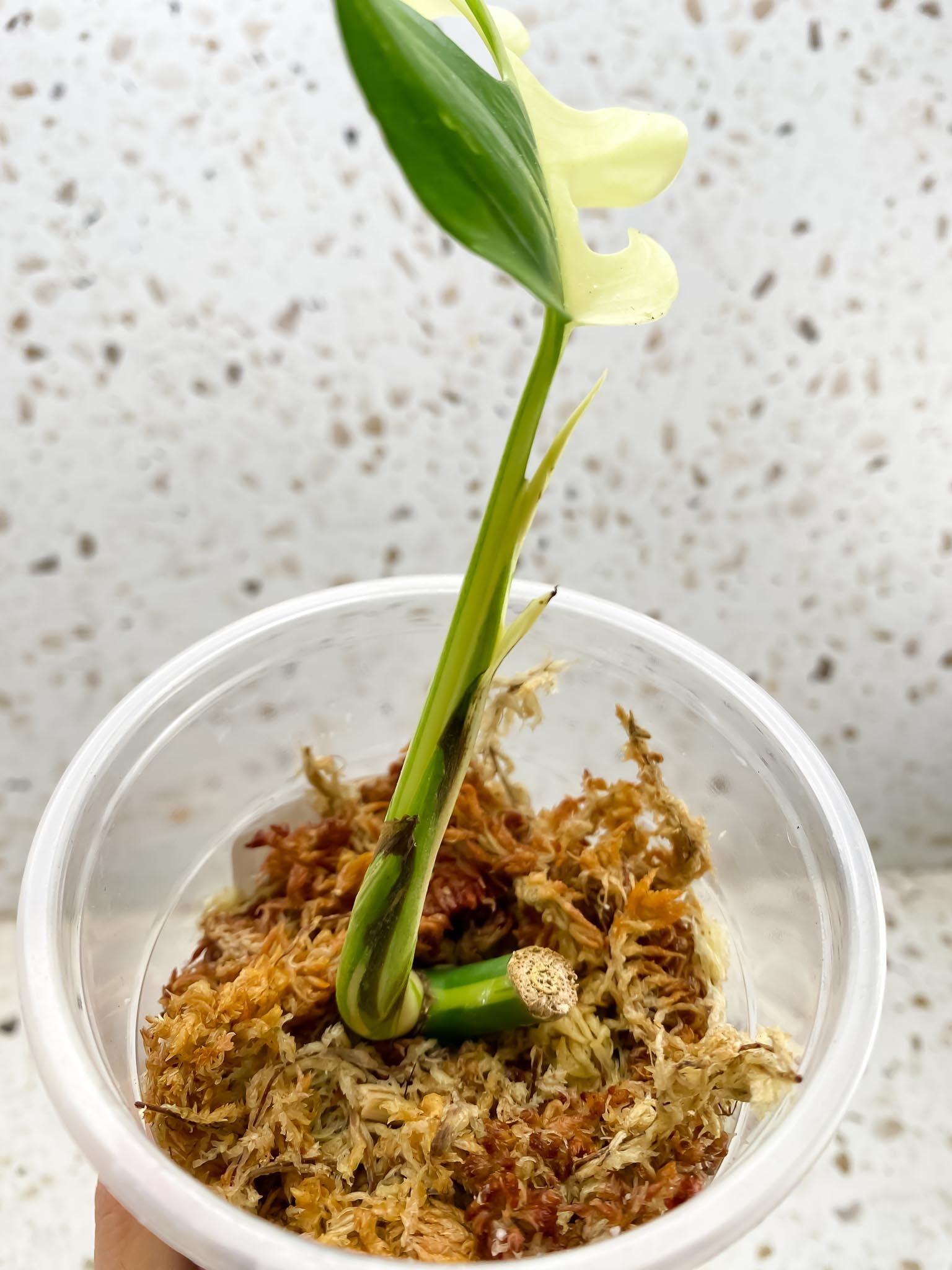 *Rhaphidophora tetrasperma variegated 1 Leaf Multiple nodes 2 Sprouts Rooted