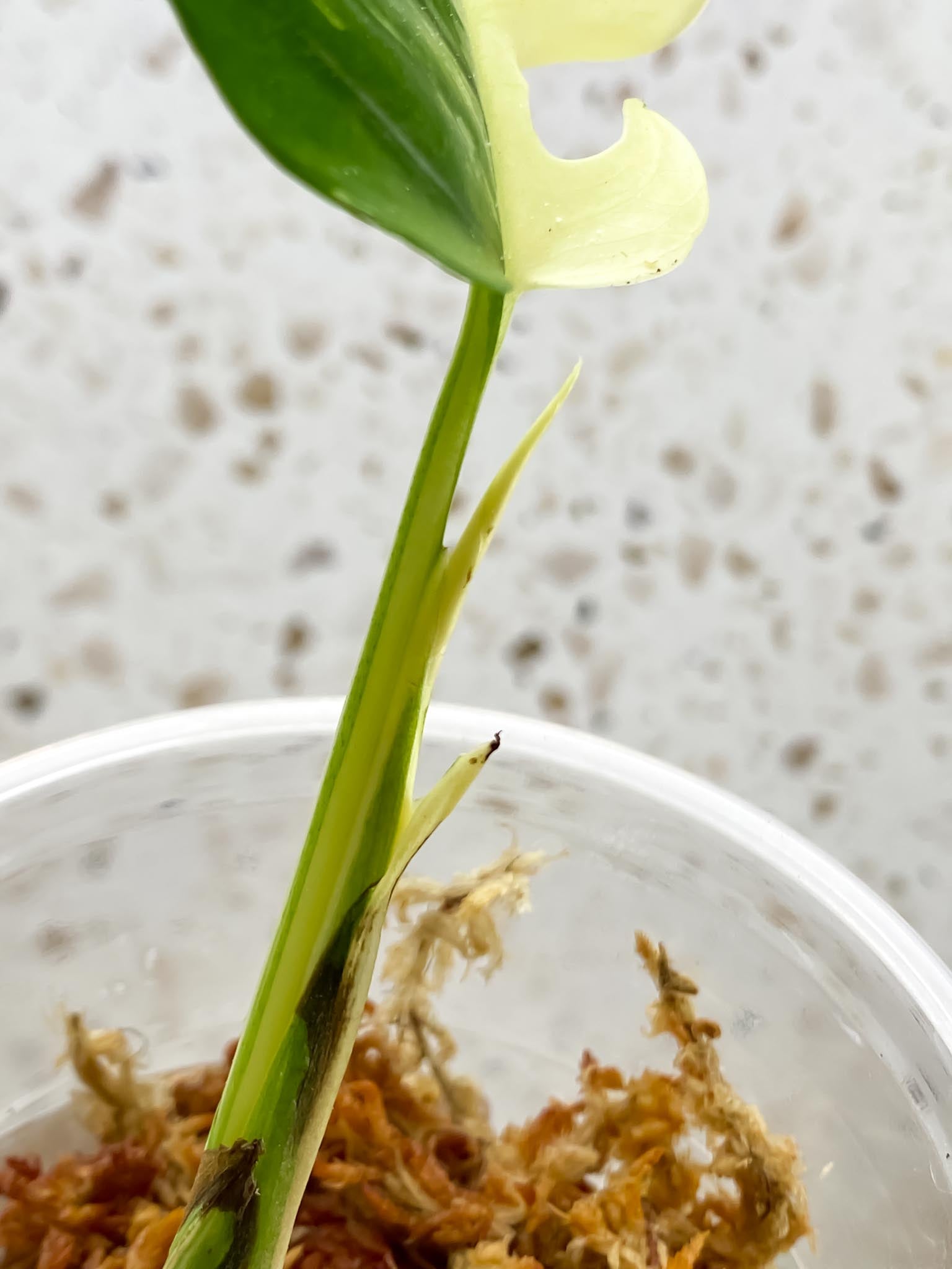 *Rhaphidophora tetrasperma variegated 1 Leaf Multiple nodes 2 Sprouts Rooted