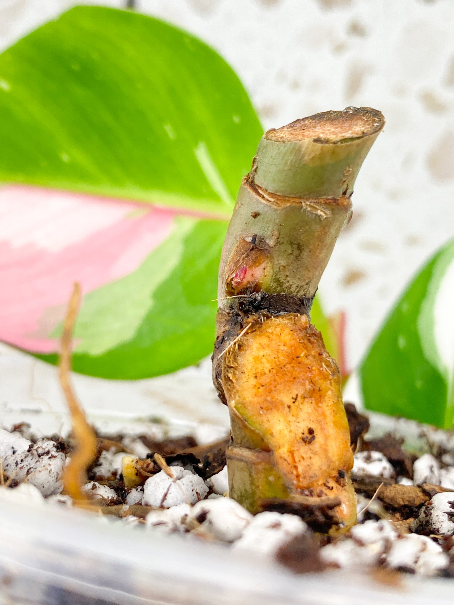 Philodendron White Princess Tricolor multiple nodes