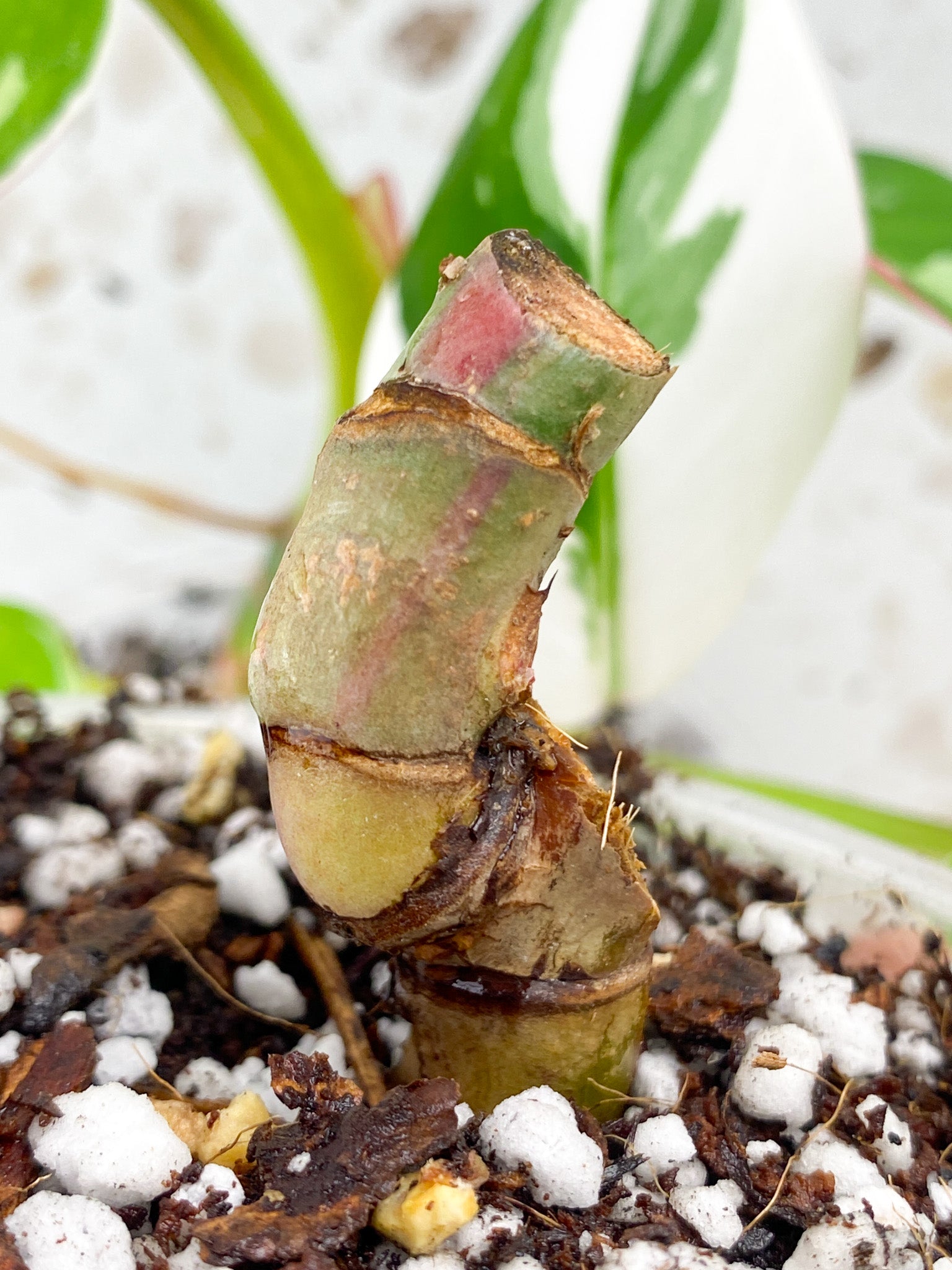 Philodendron White Princess Tricolor multiple nodes
