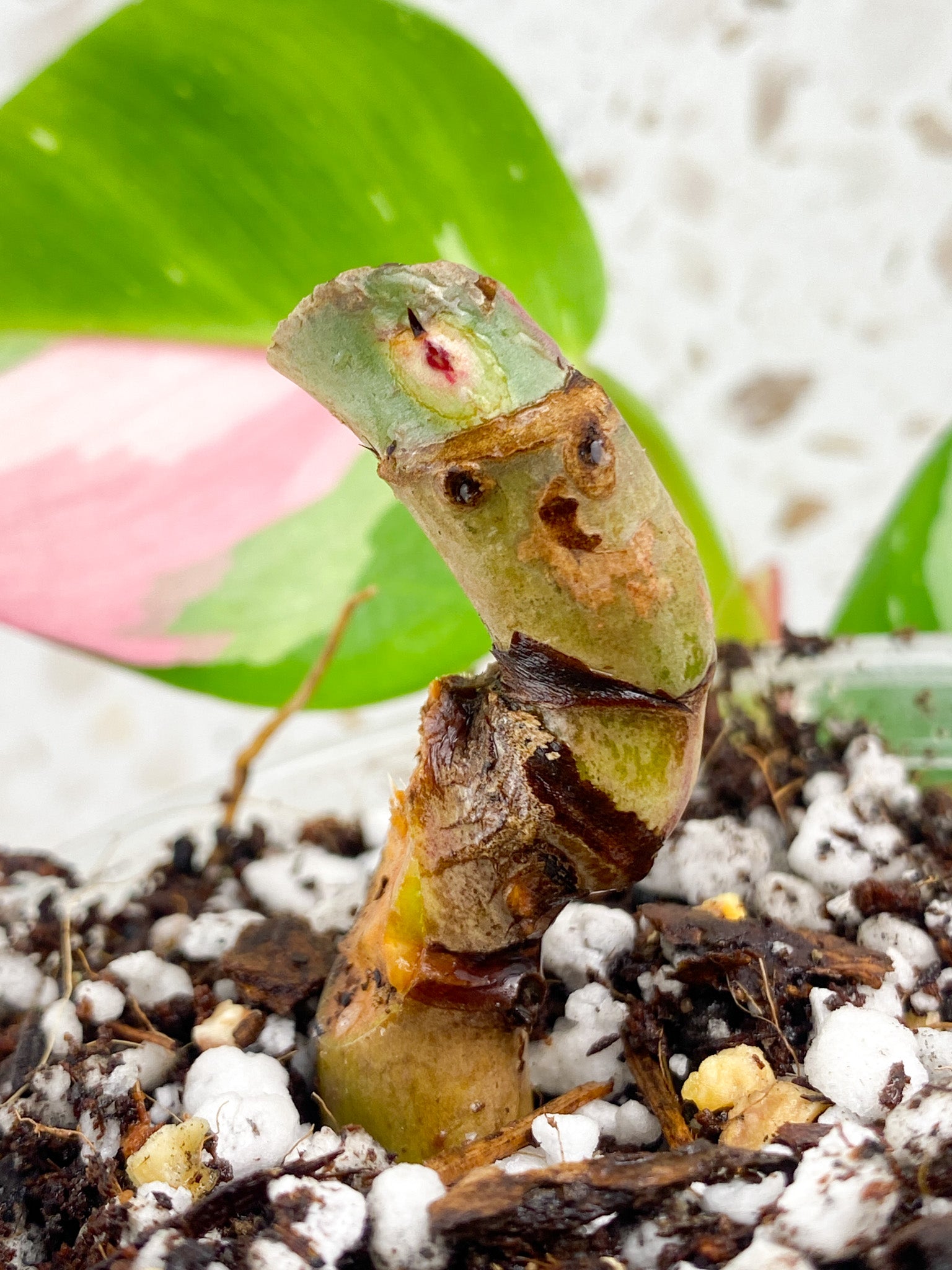 Philodendron White Princess Tricolor multiple nodes