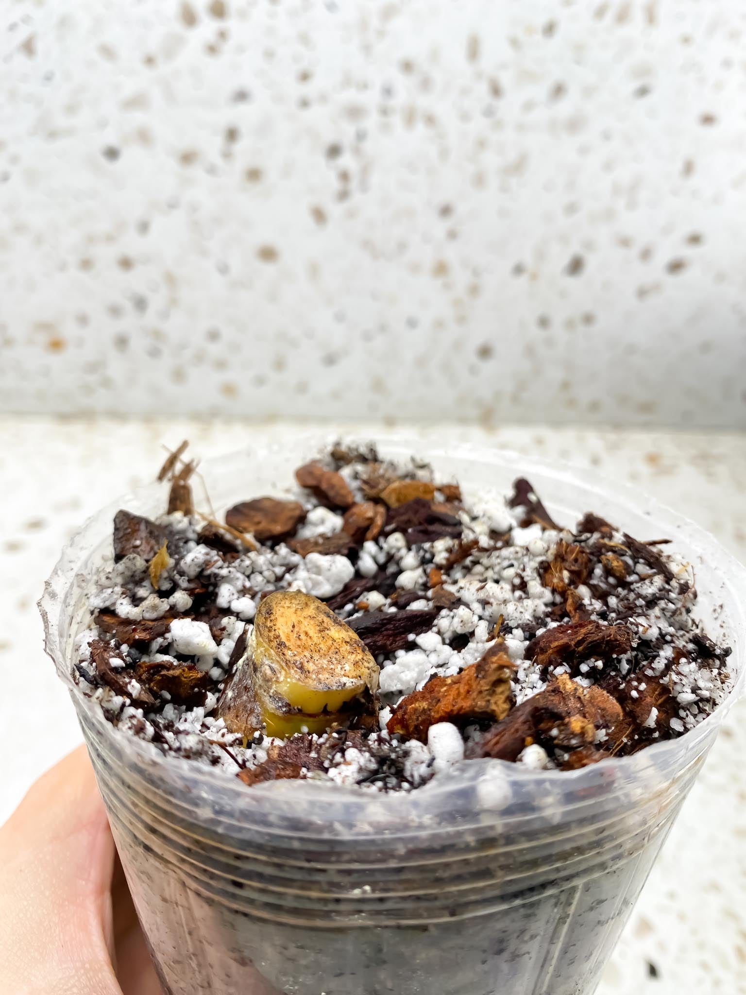 Philodendron Jungle Fever Variegated 1 Node 1 Growing Bud Rooted