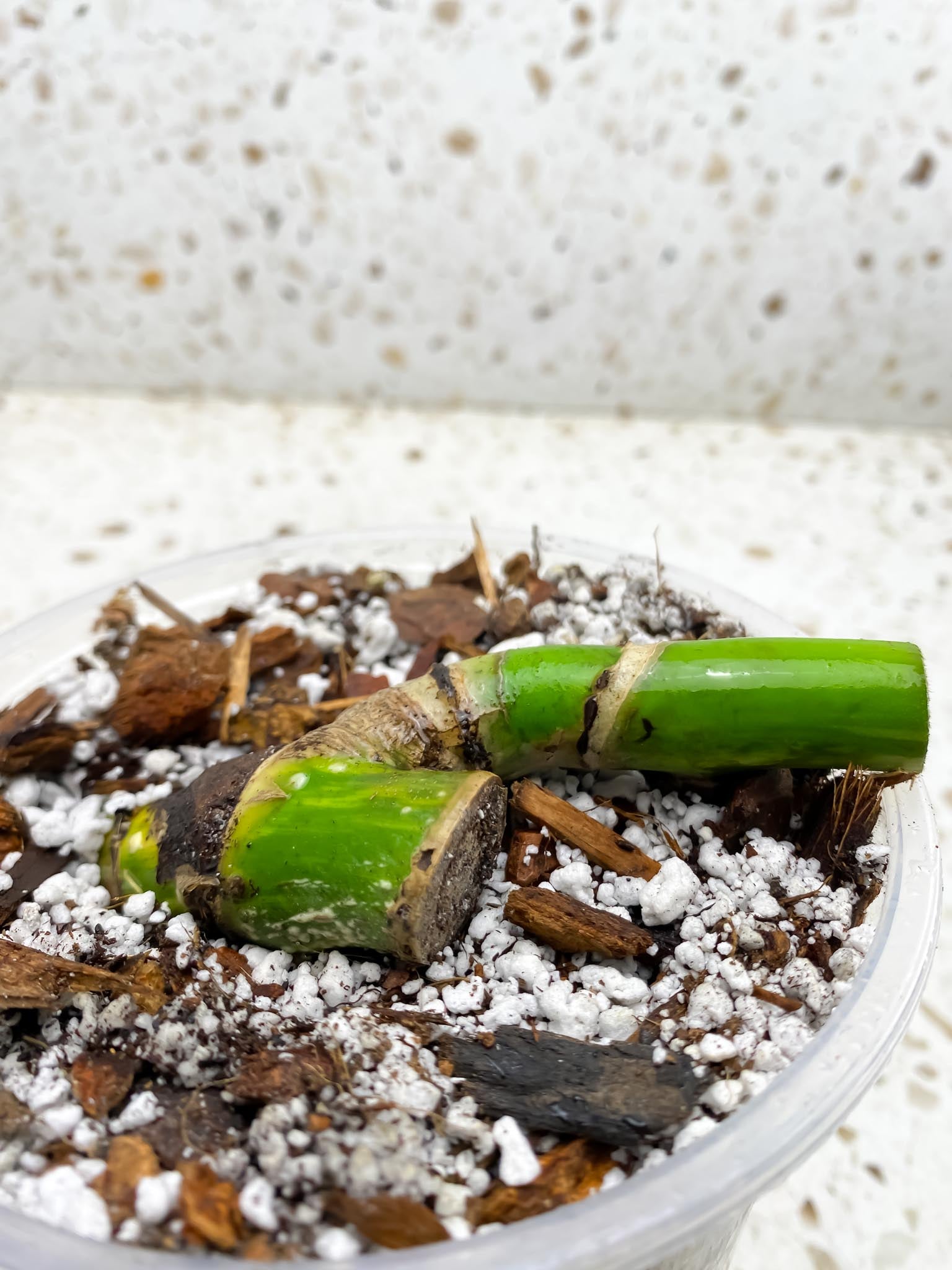 Monstera Aurea Tricolor Multiple nodes Rooted