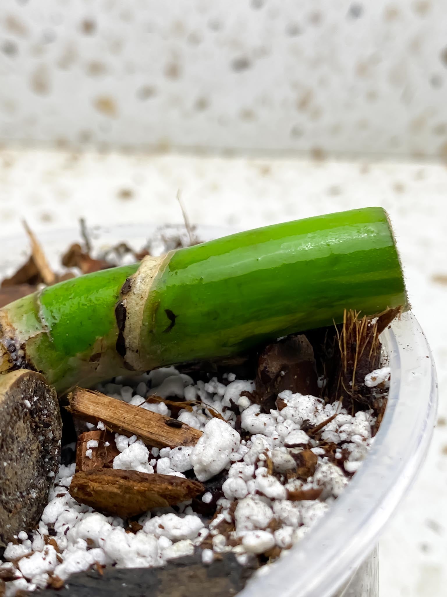 Monstera Aurea Tricolor Multiple nodes Rooted