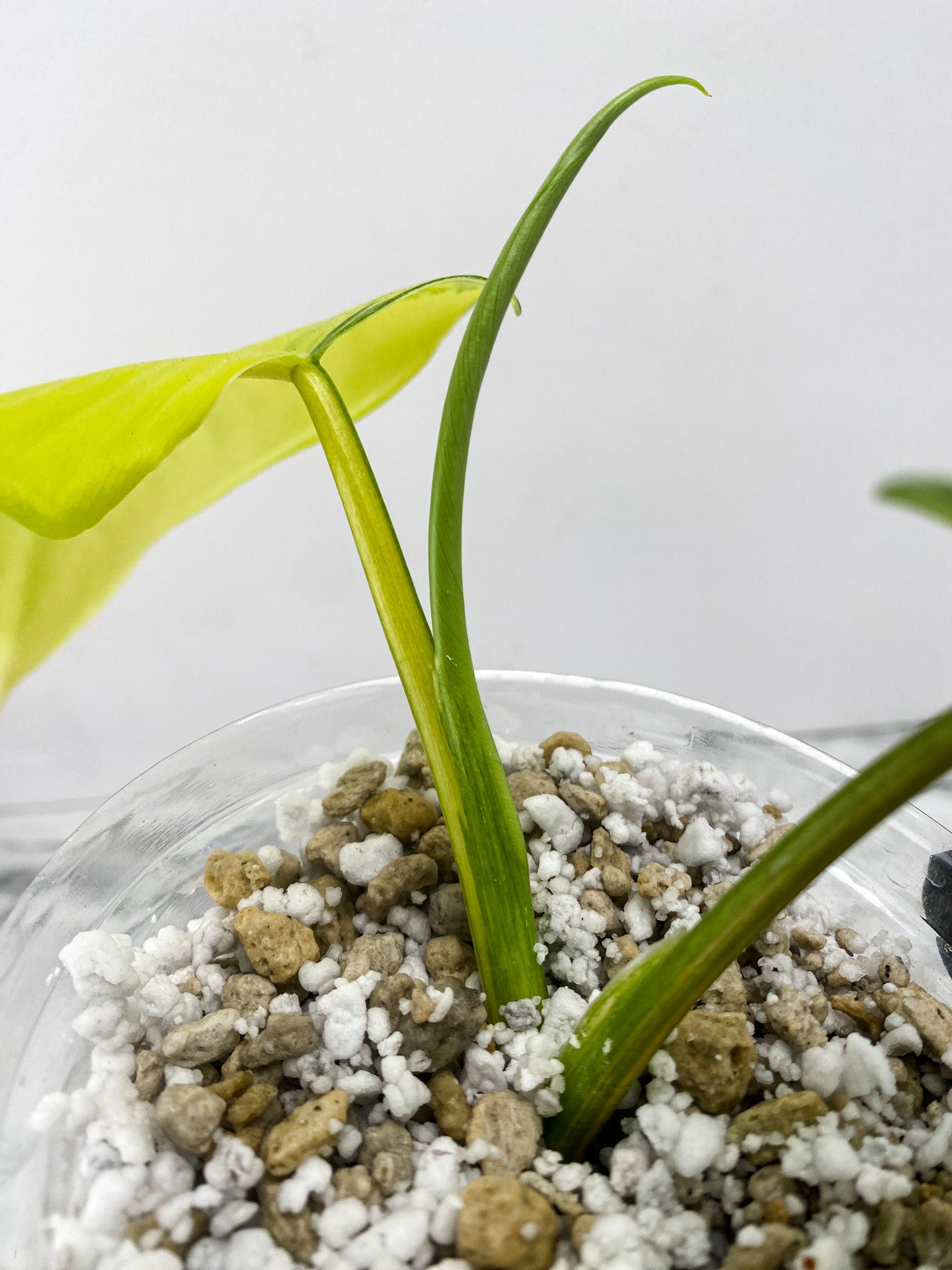 Philodendron Domesticum Variegated 2 leaf 1 shoot top cutting