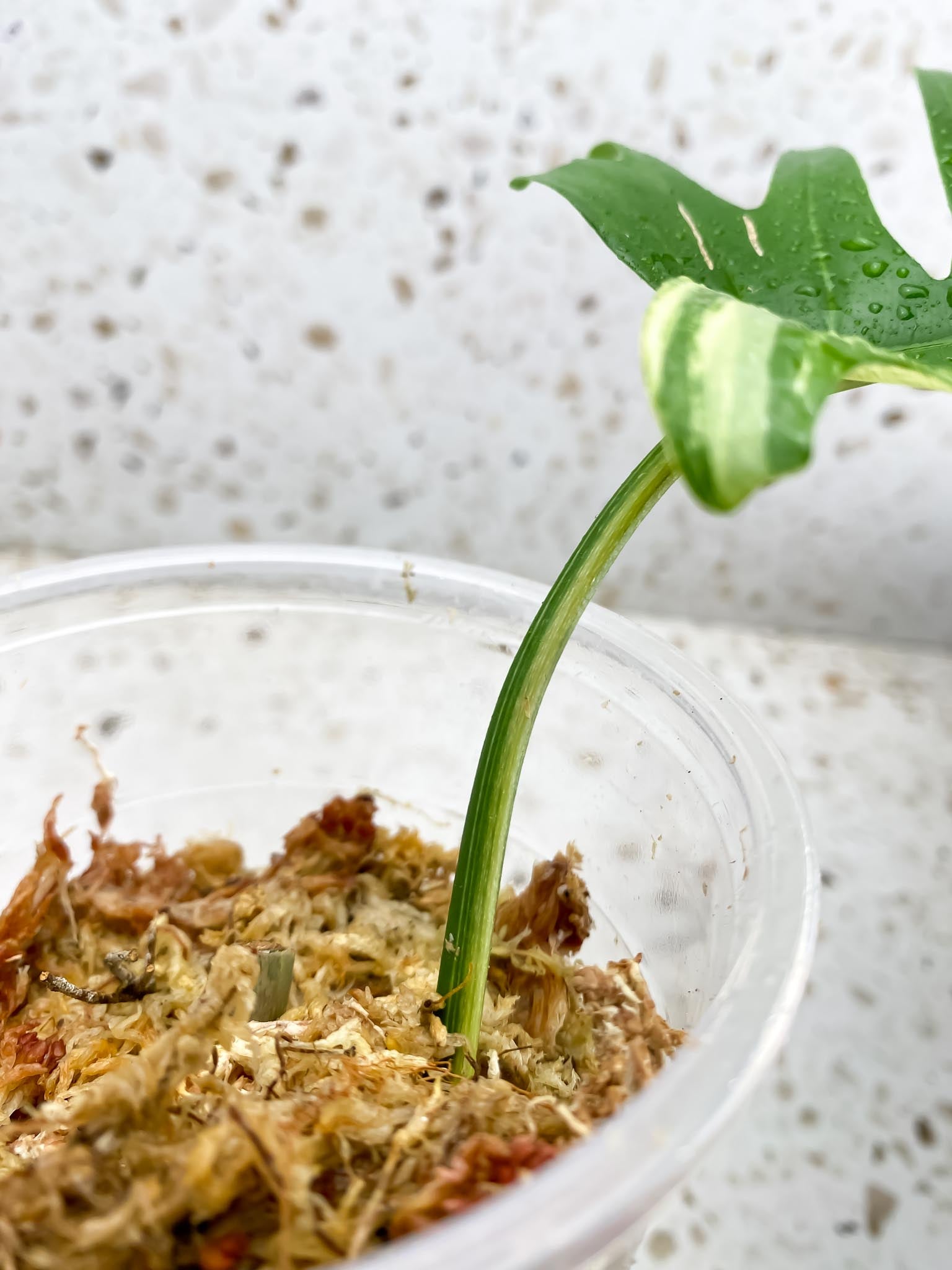 Philodendron Florida beauty x Tortum Variegated 1 Leaf 1 Node