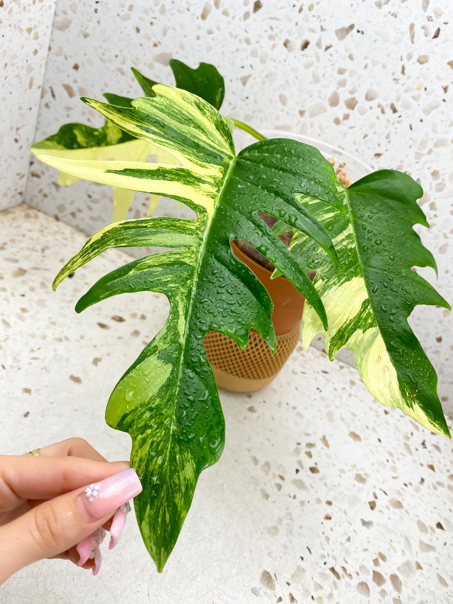 Philodendron Florida beauty x Tortum Variegated 3 Leaves 3 Nodes Rooted-