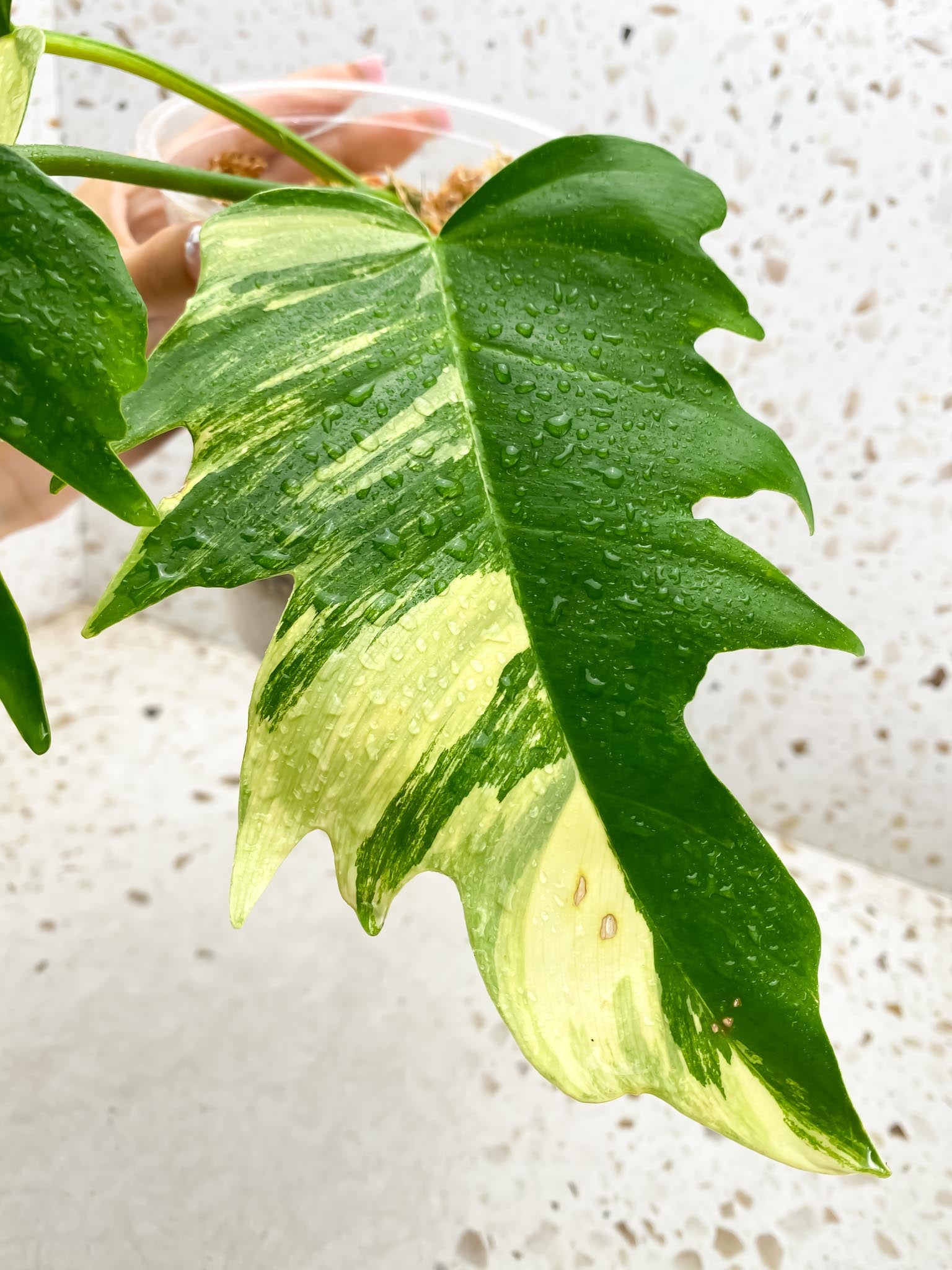Philodendron Florida beauty x Tortum Variegated 3 Leaves 3 Nodes Rooted-