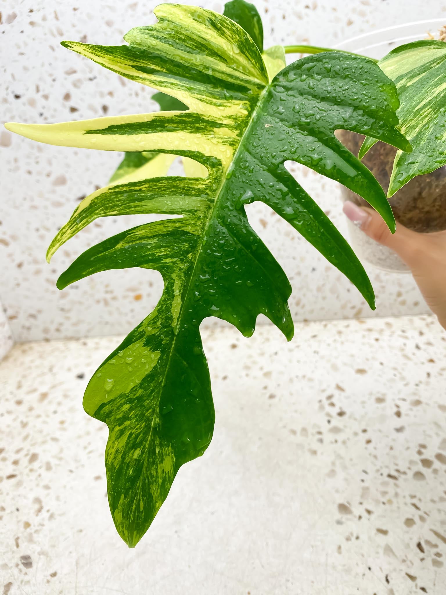 Philodendron Florida beauty x Tortum Variegated 3 Leaves 3 Nodes Rooted-