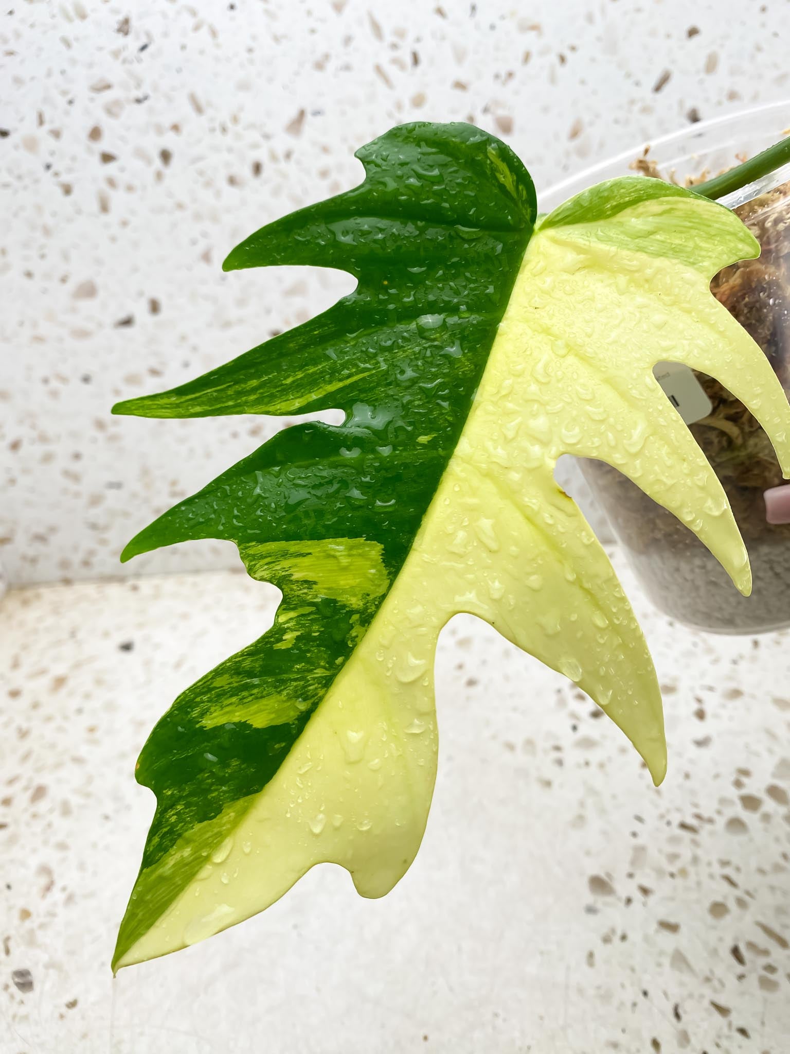 Philodendron Florida beauty x Tortum Variegated 3 Leaves 3 Nodes Rooted-