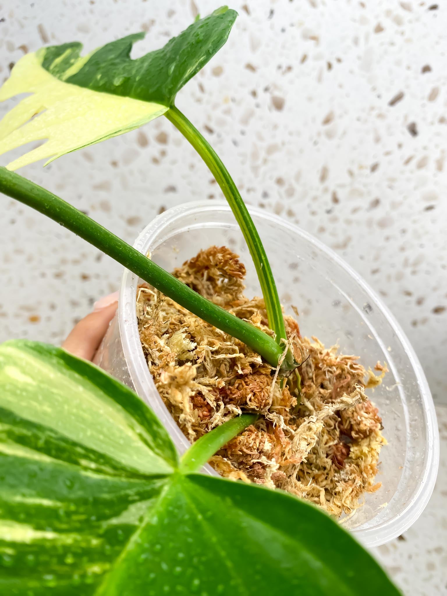 Philodendron Florida beauty x Tortum Variegated 3 Leaves 3 Nodes Rooted-
