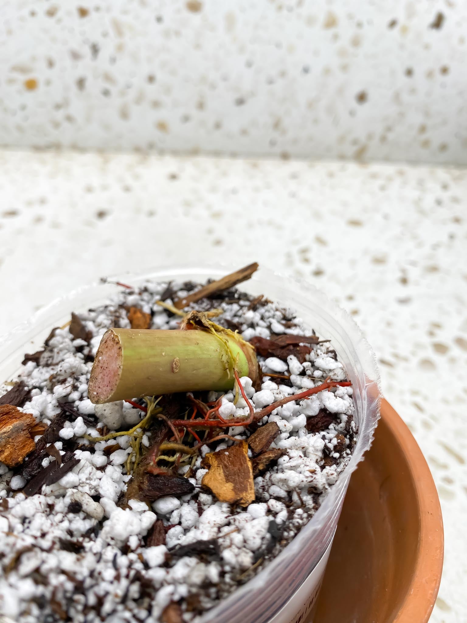 Philodendron Prince of Orange Variegated 1 Node 1 Sprout Rooted
