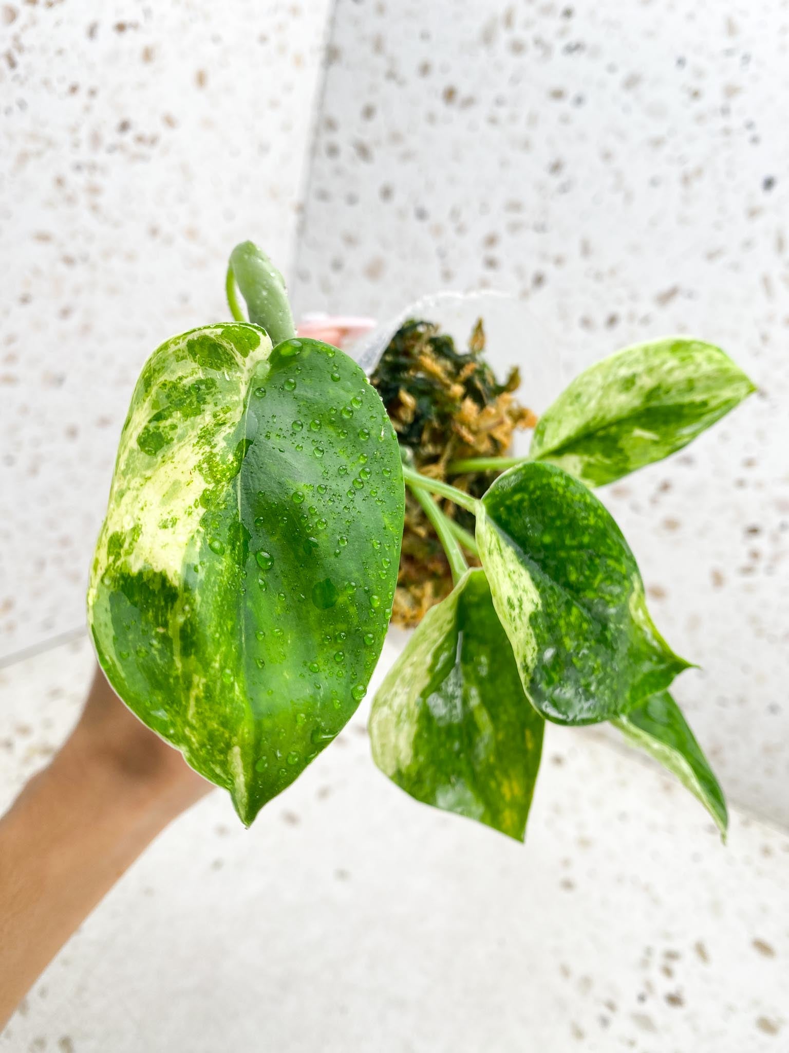 Scindapsus Jade Satin Creme Burlee Multiple Leaves Multiple Nodes 1 Sprout Top Cutting Rooted
