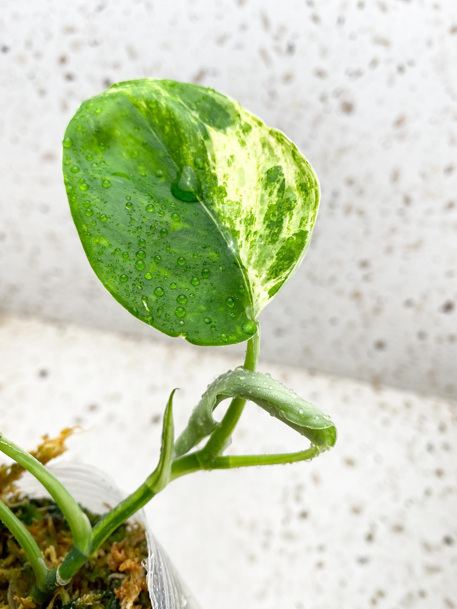 Scindapsus Jade Satin Creme Burlee Multiple Leaves Multiple Nodes 1 Sprout Top Cutting Rooted