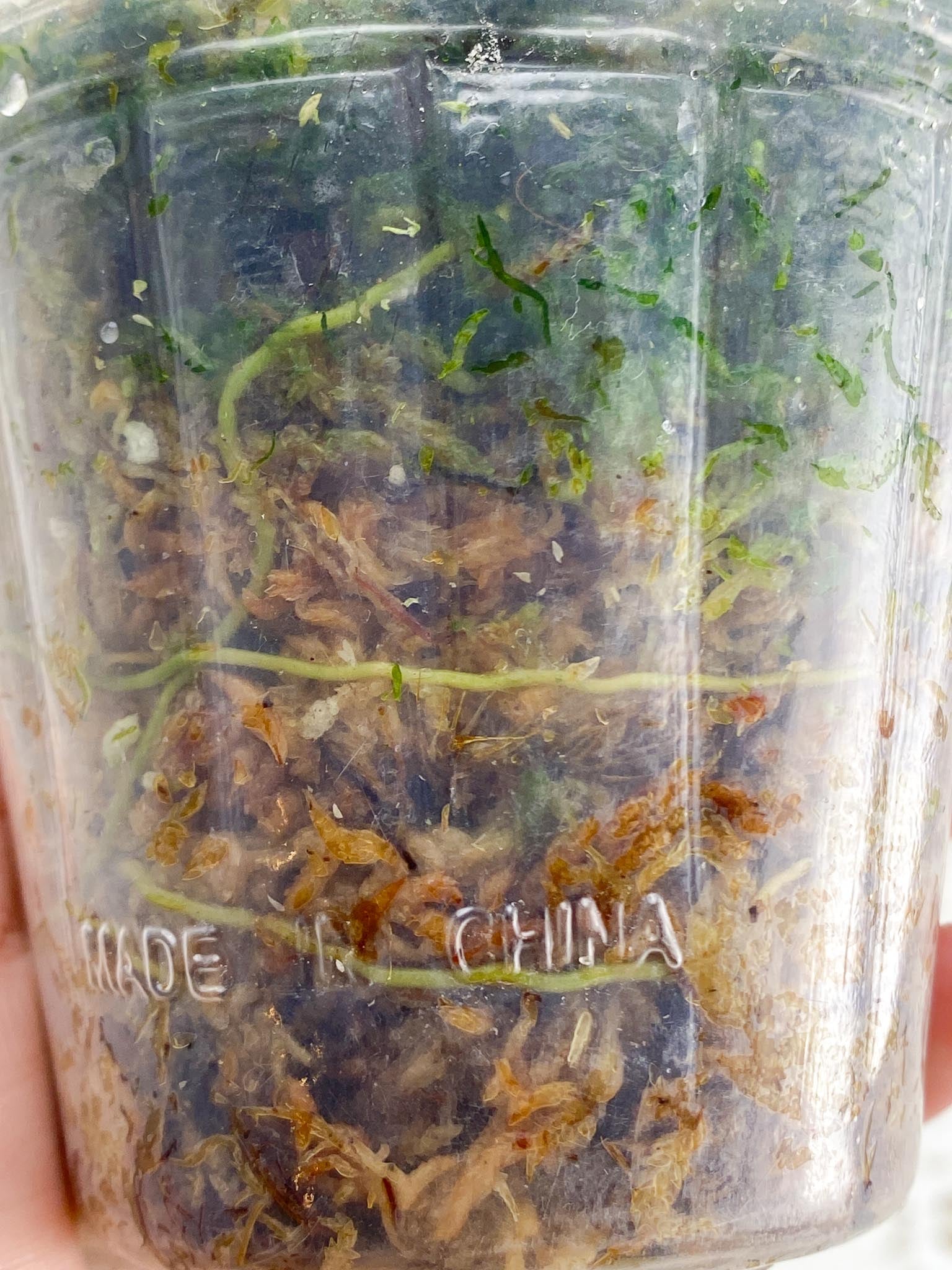 Scindapsus Jade Satin Creme Burlee Multiple Leaves Multiple Nodes 1 Sprout Top Cutting Rooted