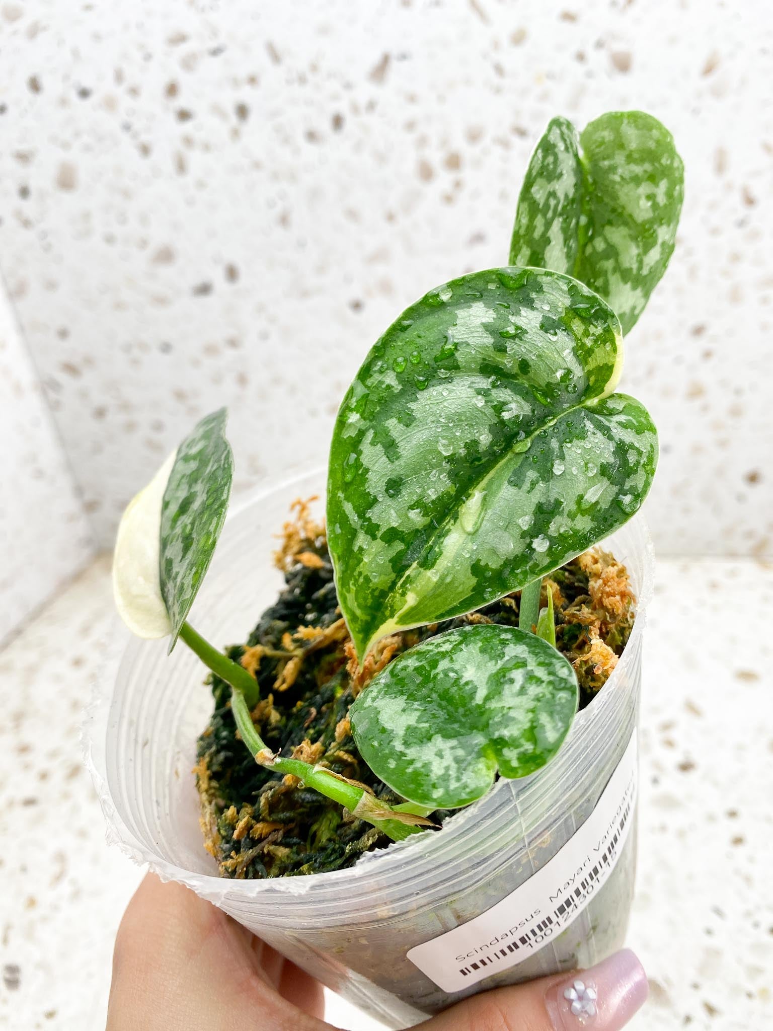 Scindapsus Mayari Variegated 4 Leaves Multiple Nodes Rooted