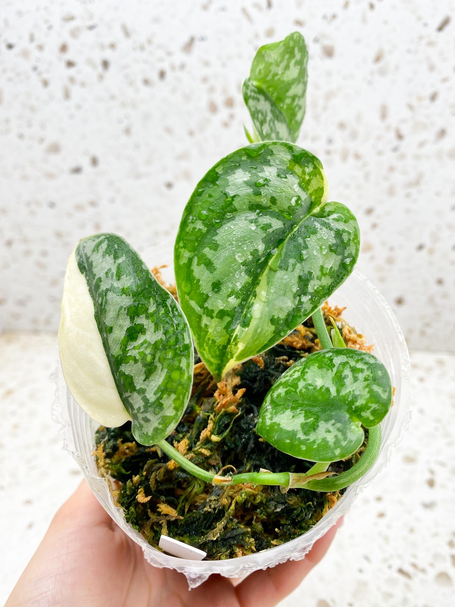 Scindapsus Mayari Variegated 4 Leaves Multiple Nodes Rooted