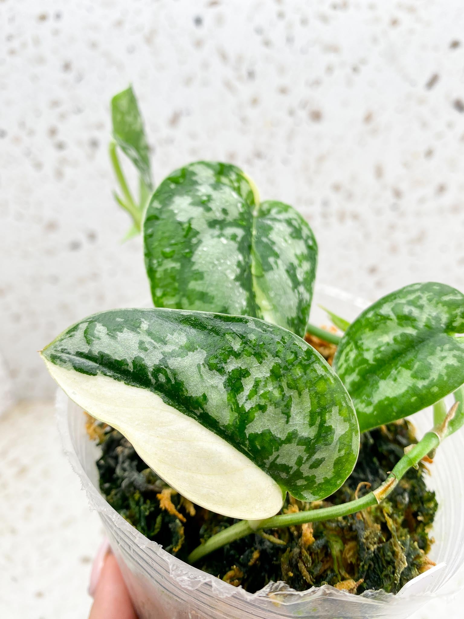 Scindapsus Mayari Variegated 4 Leaves Multiple Nodes Rooted