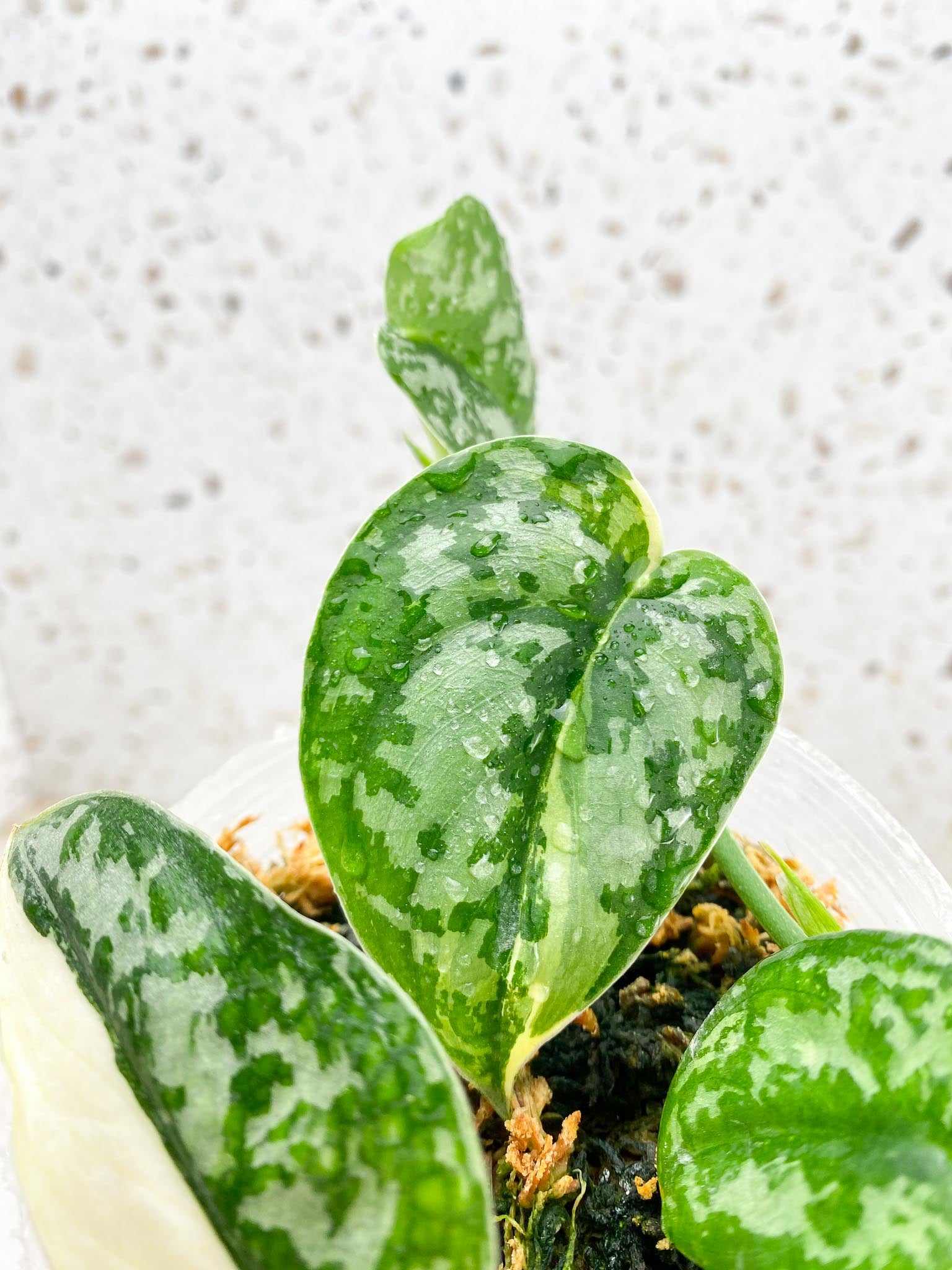 Scindapsus Mayari Variegated 4 Leaves Multiple Nodes Rooted